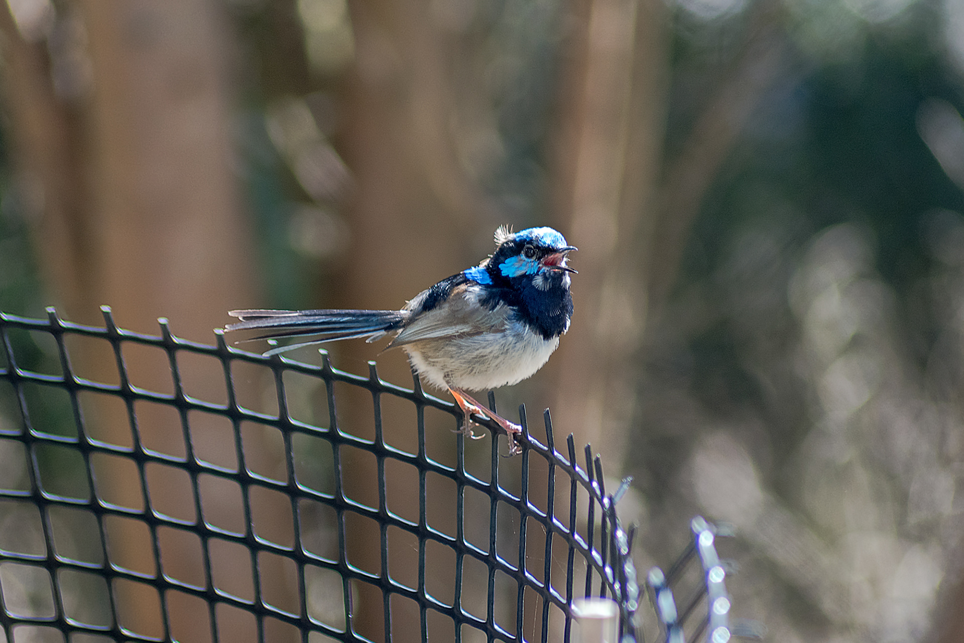 A blue male superb fairy-wren calling at the Royal Botanic Gardens Victoria in Cranbourne