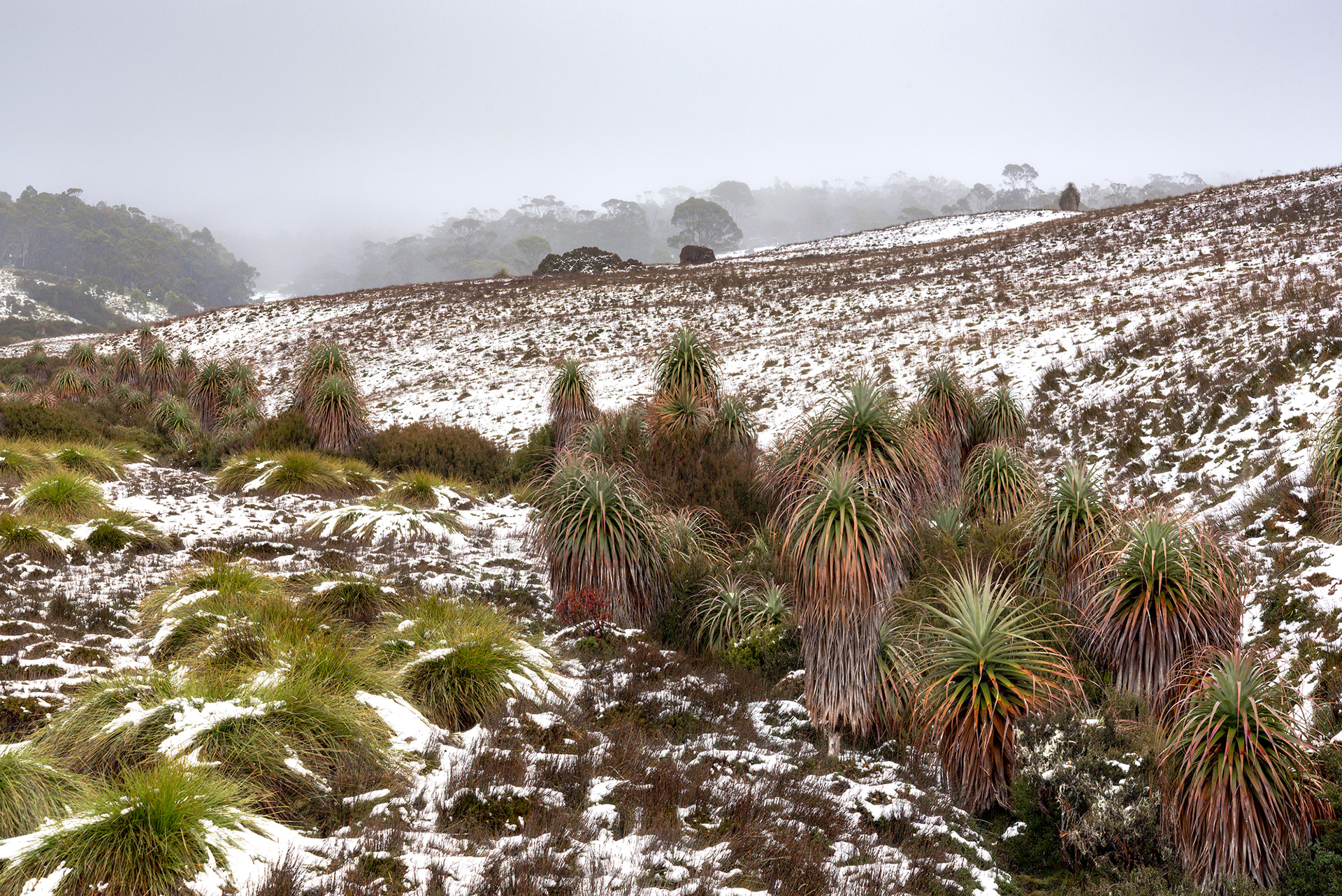 Snow covered pandani or giant grass tree in Cradle Mountain-Lake St Clair National Park, Tasmania