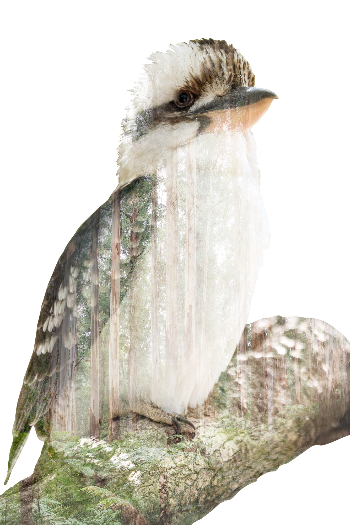 A multiple exposure of a laughing kookaburra in the eucalypt forests of the Dandenong Ranges National Park