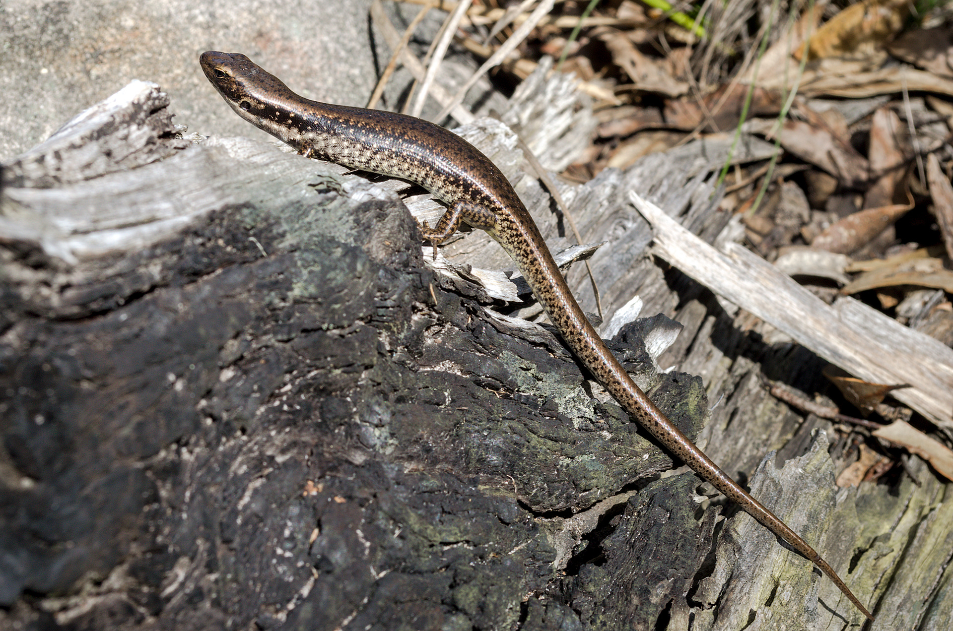 A southern water skink climbing over a log