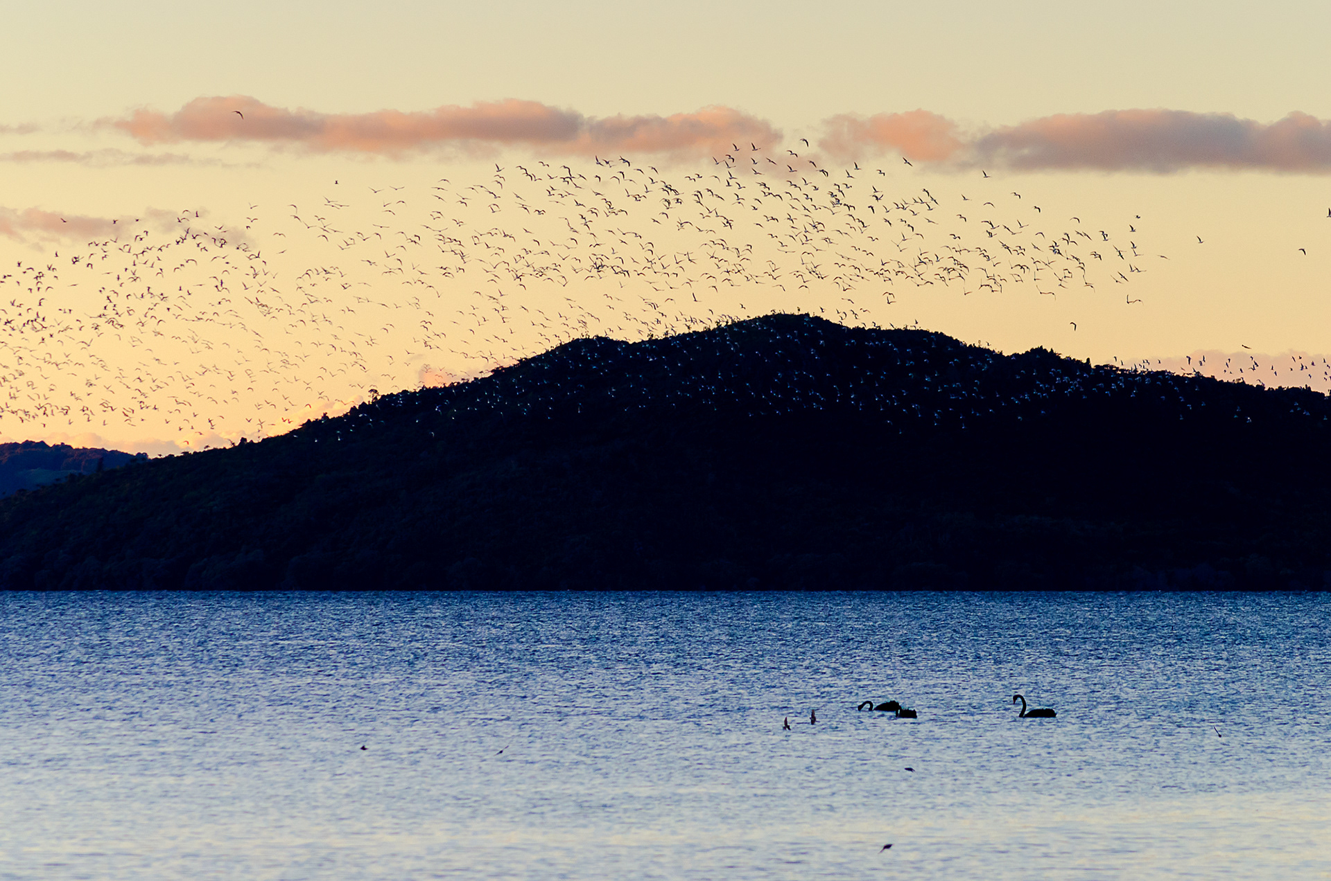 Lake Rotorua on New Zealand's North Island is a sanctuary for bird life as the sun sets behind Mokoia Island