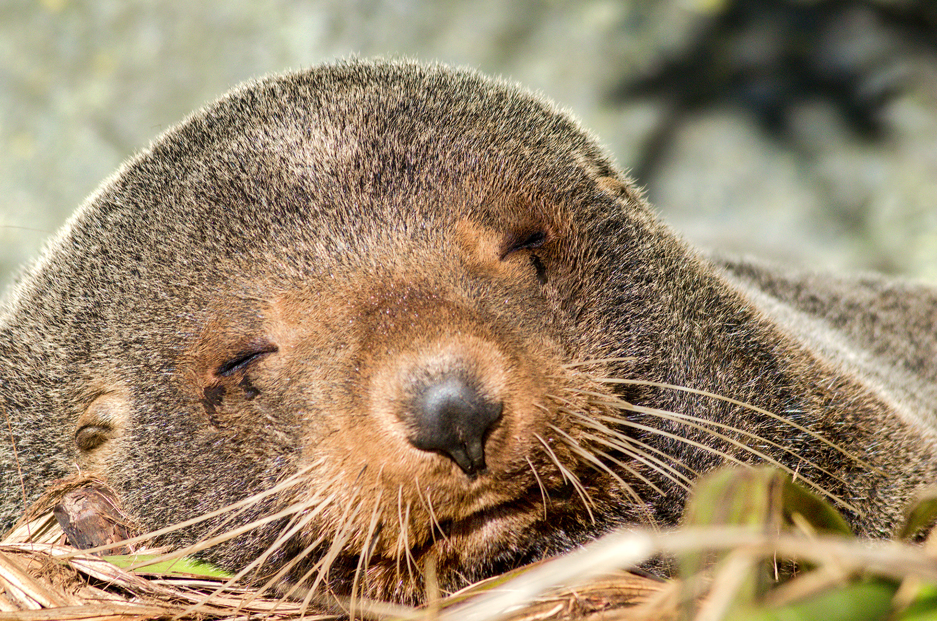 A New Zealand fur seal pup sunbathing on Kaikōura Peninsula walkway