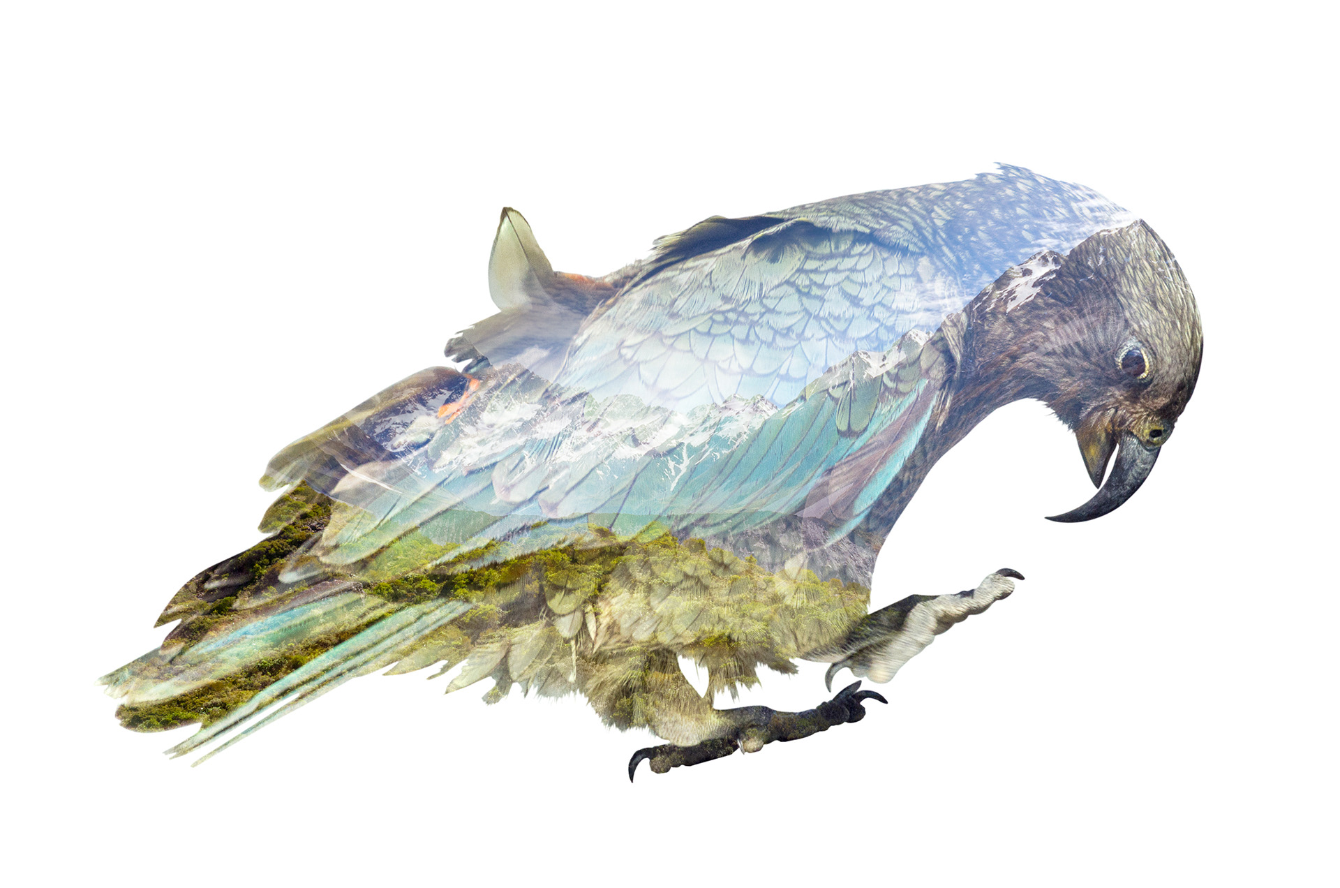 A multiple exposure of a Kea in its alpine mountain environment at Aoraki/ Mt Cook National Park