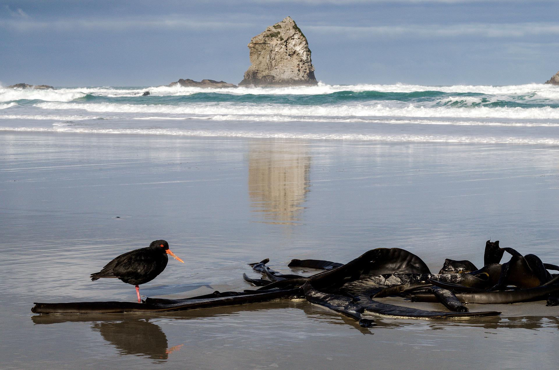 A variable oystercatcher on the beach at Sandfly Bay on the Otago Peninsula with the Gull Rocks in the background