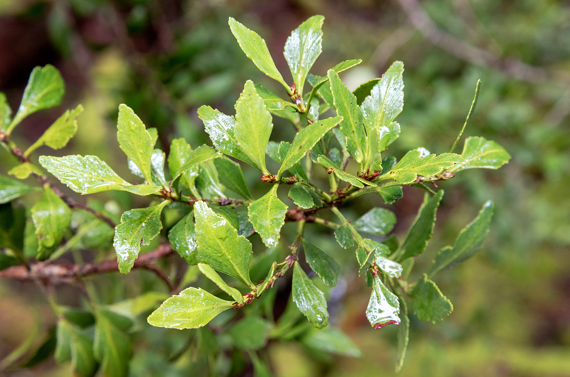 This renowned native conifer of Tasmania has celery-like leaves which are actually flattened stems or cladodes