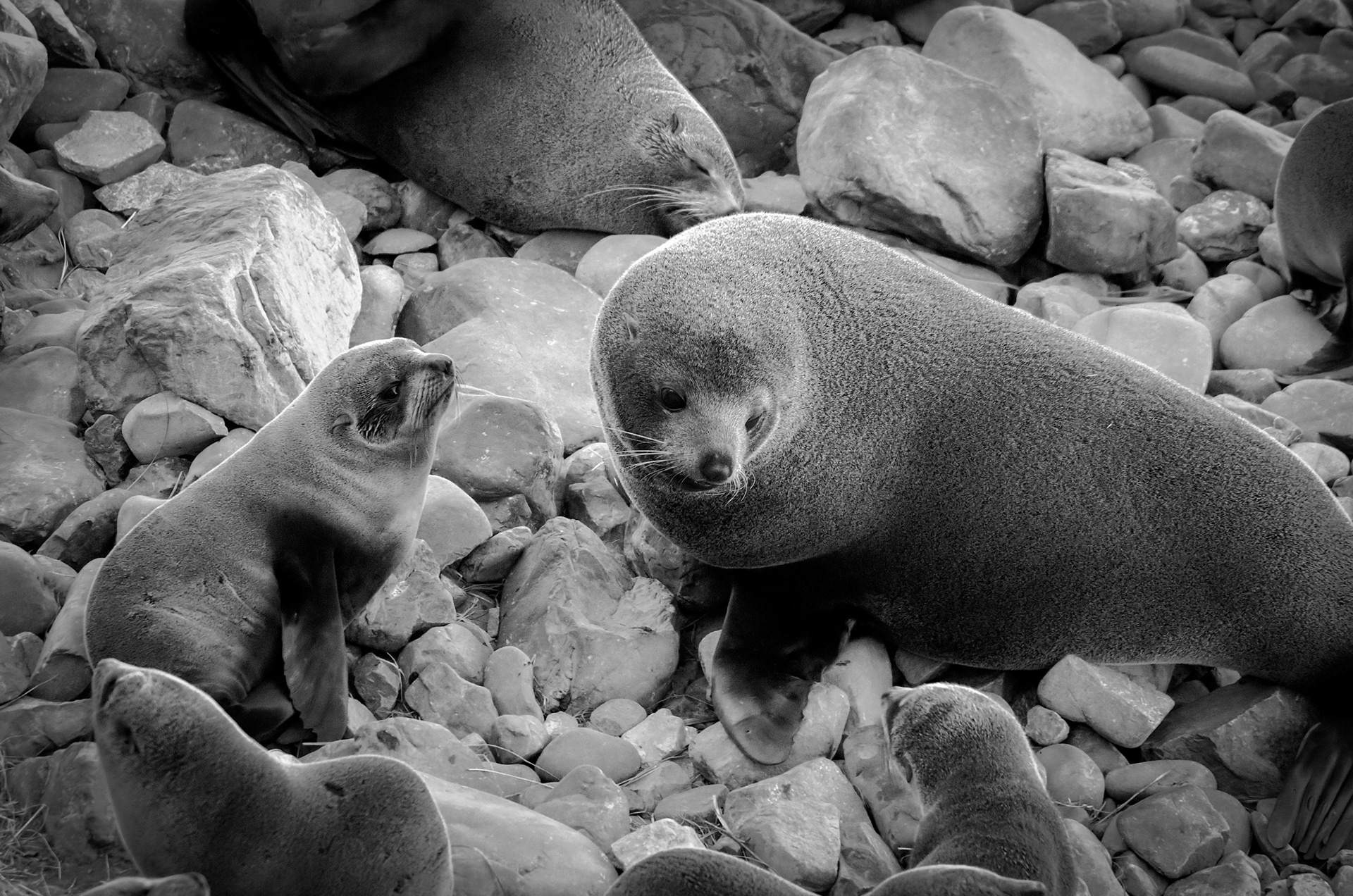 A New Zealand fur seal mother and pup at the colony located near Kaikōura, New Zealand