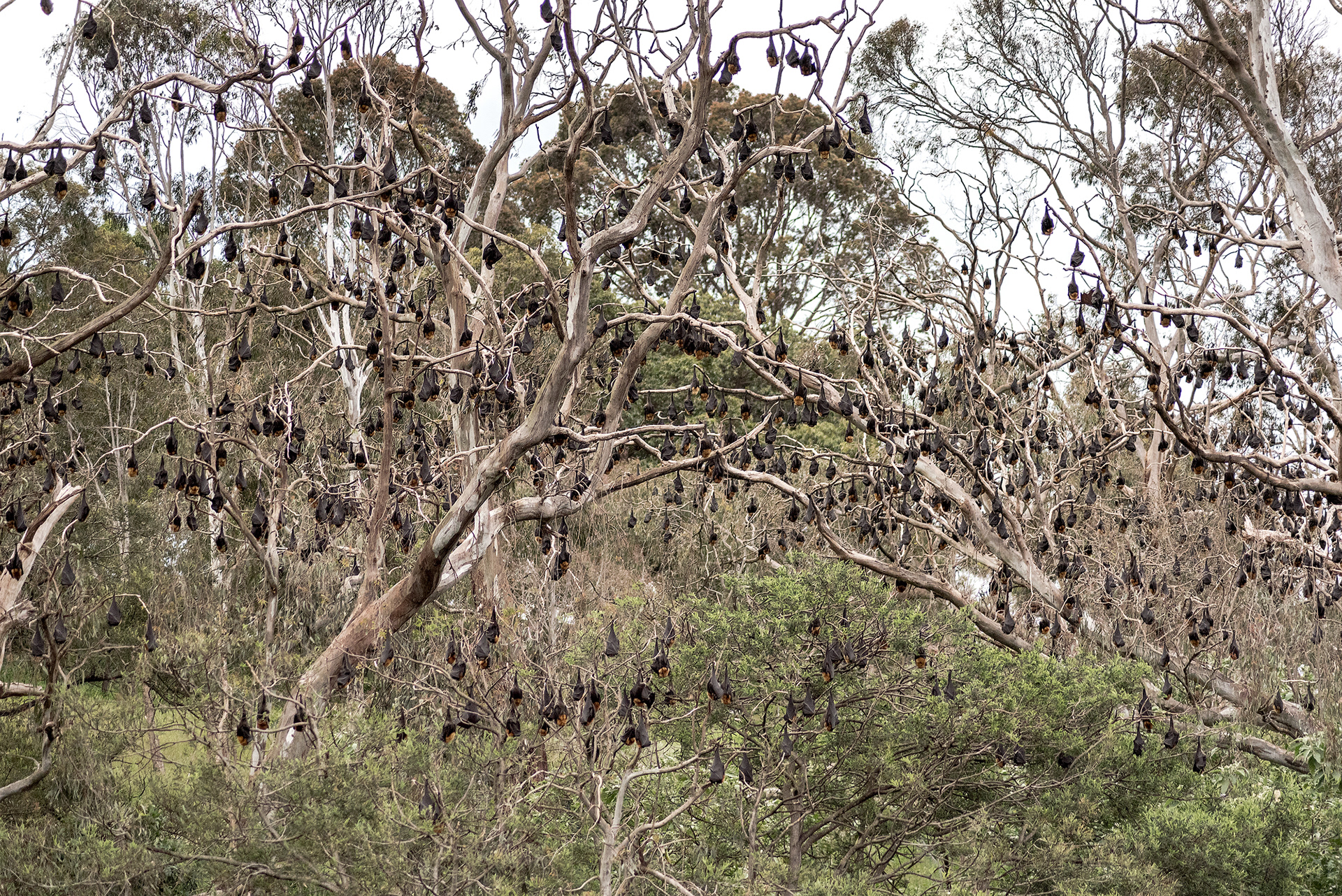 The inner city colony of grey-headed flying foxes at Yarra Bend Park in Melbourne