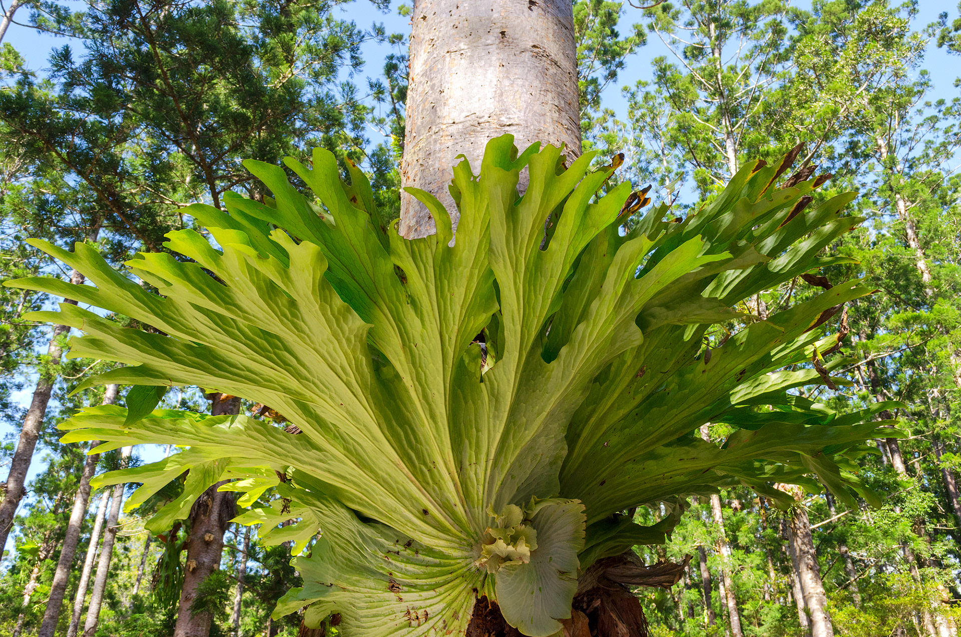 A staghorn fern growing in the rainforest at Central Station, on K'gari/ Fraser Island in the Great Sandy National Park