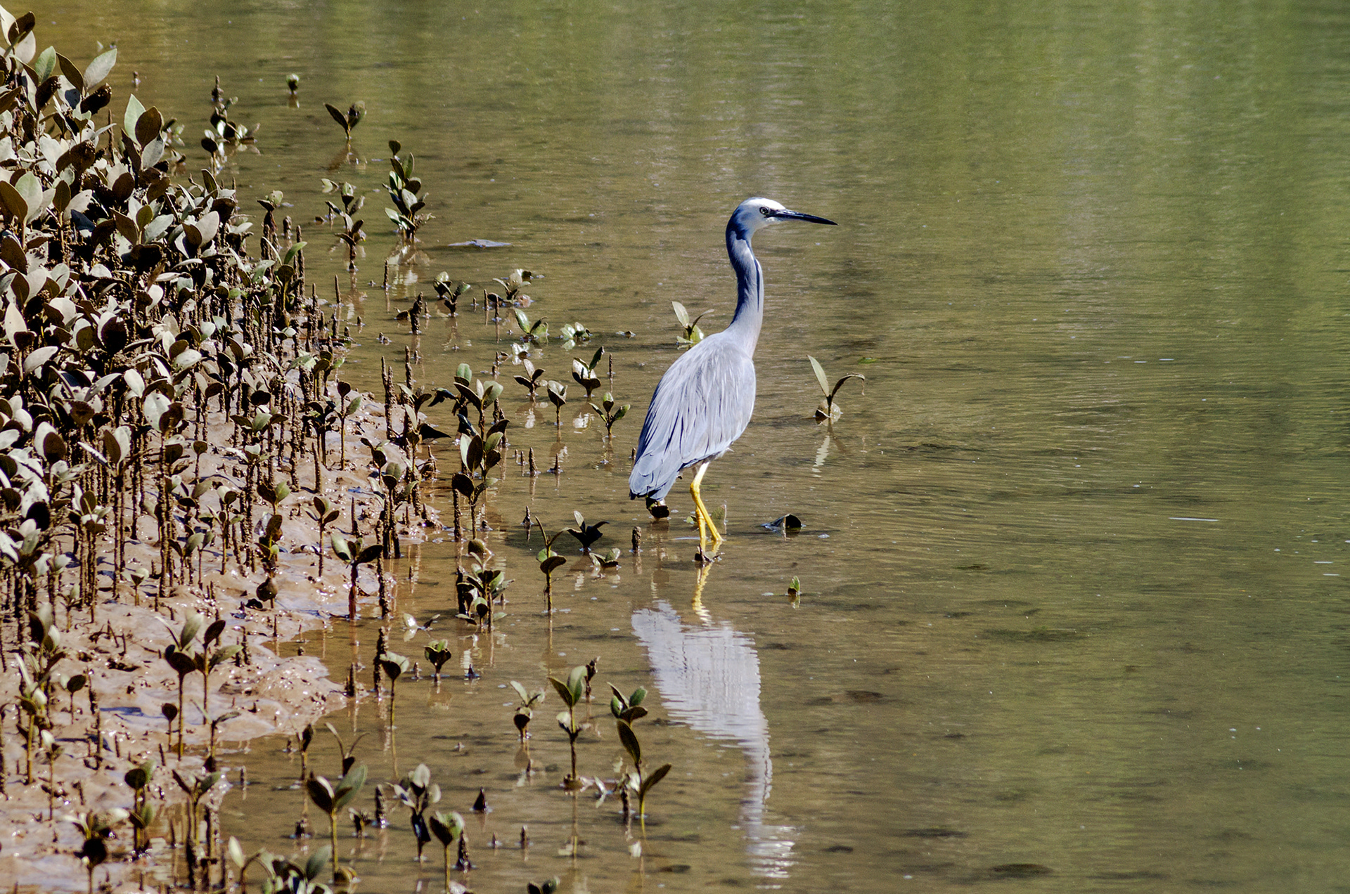 A white-faced heron wading through the mangroves near Paihia on the North Island of New Zealand