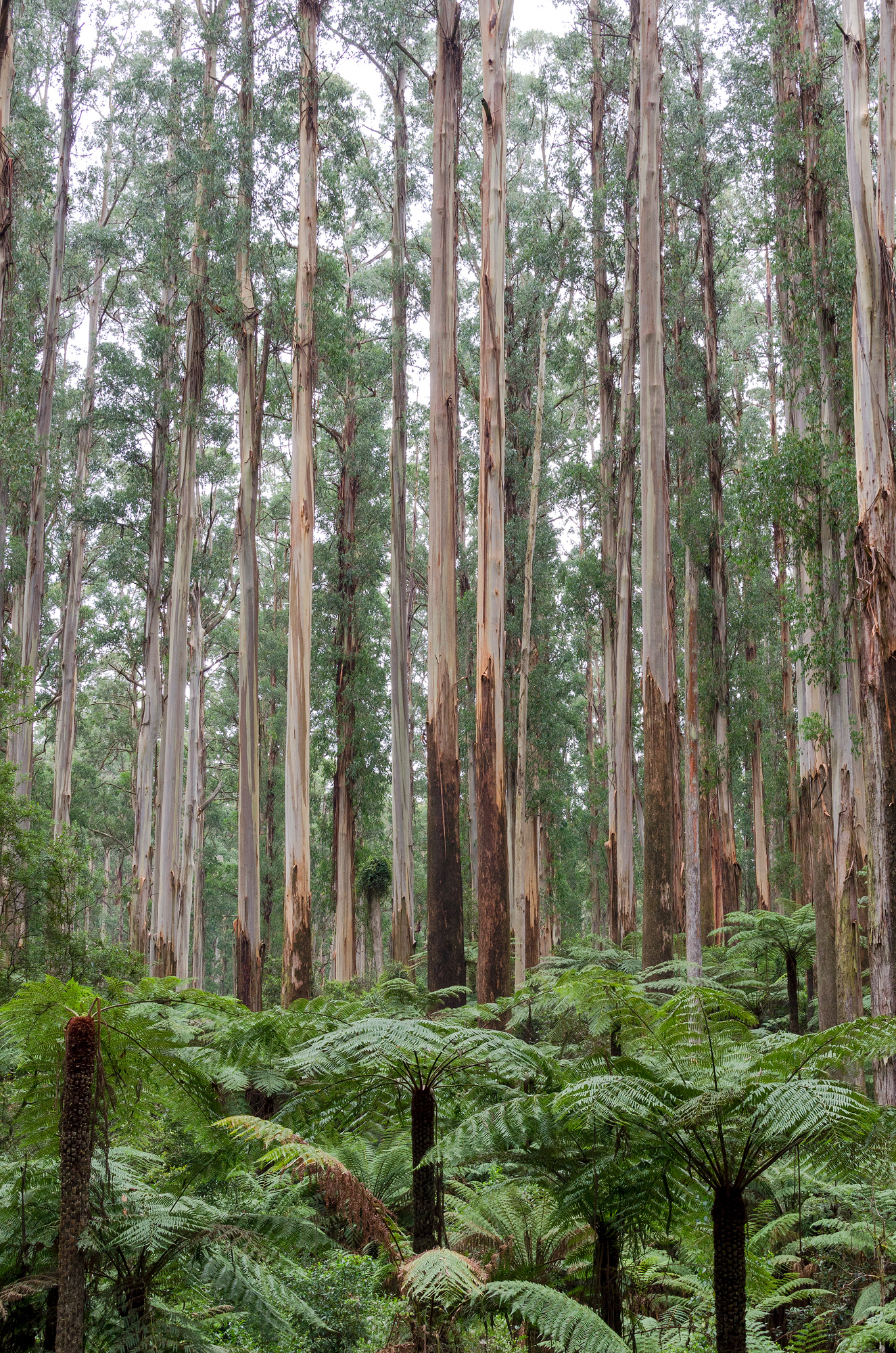 The towering mountain ash forest of the Dandenong Ranges National Park above the tree ferns