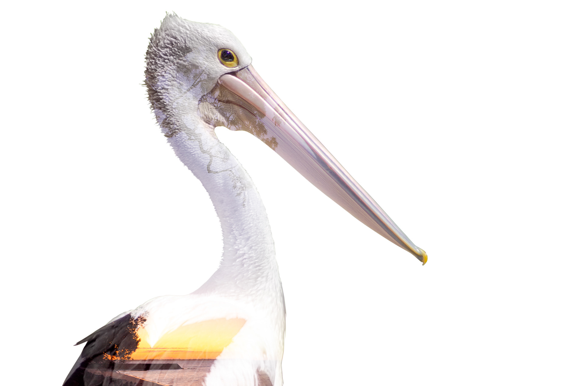 A multiple exposure of an Australian pelican and a sunset at Hervey Bay, Queensland