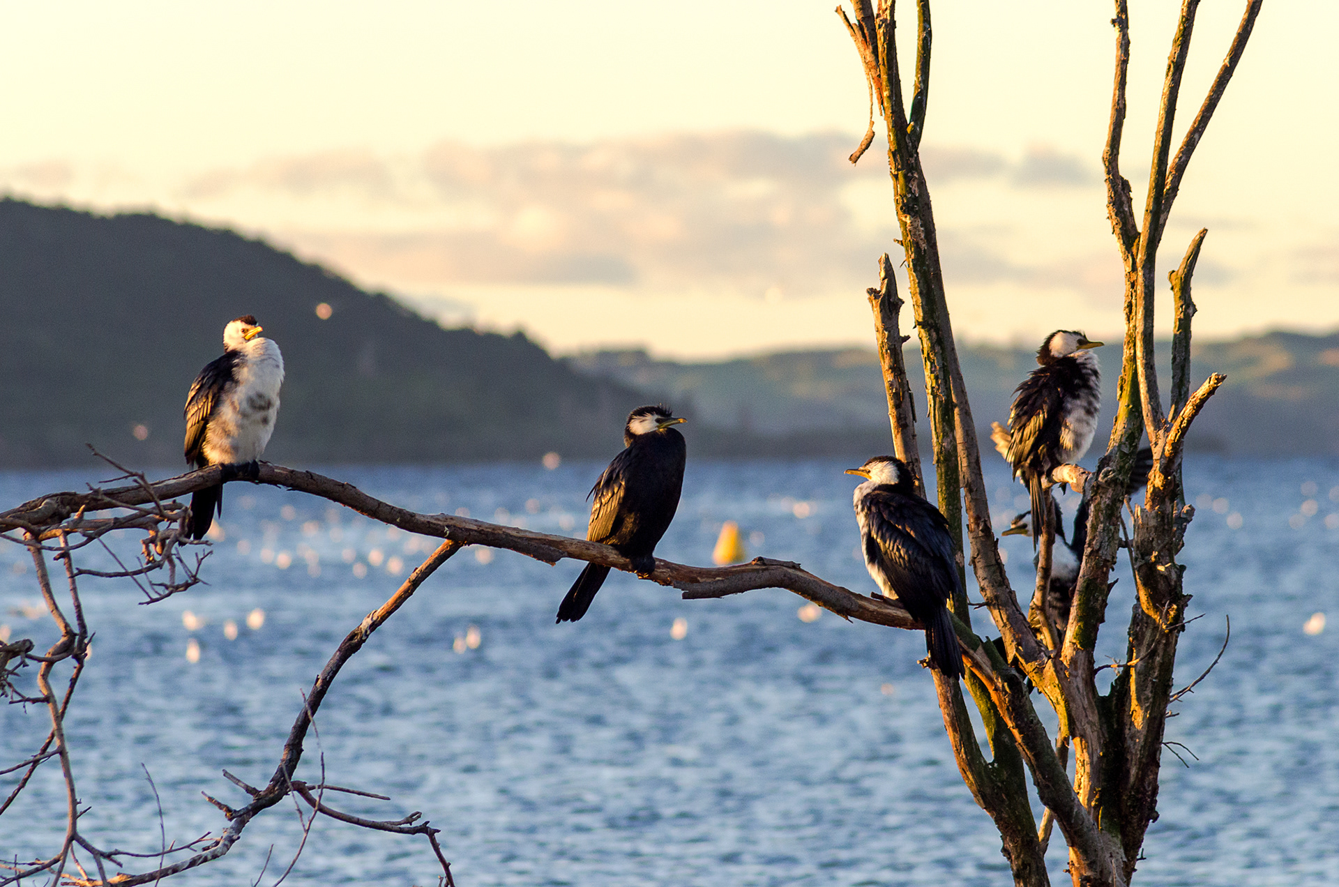 Several little pied cormorants perching in a tree on Lake Rotorua with Mokoia Island in the background on the North Island of New Zealand