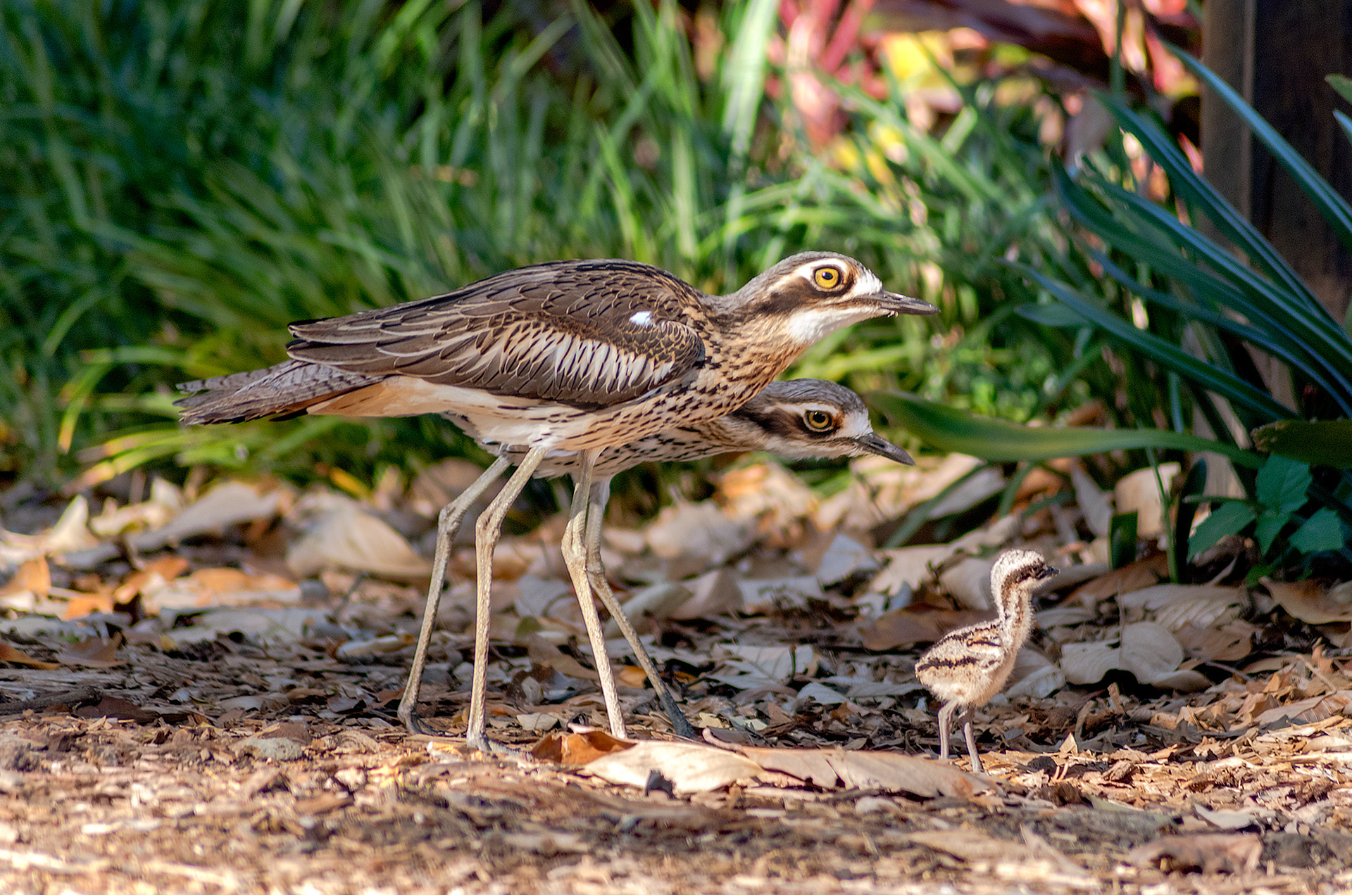 A family of bush stone-curlews going for a walk in the Brisbane City Botanic Gardens