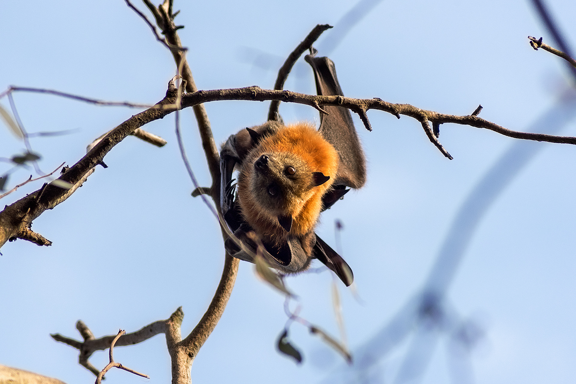 A grey-headed flying fox mother and pup hanging down from a tree at Yarra Bend Park