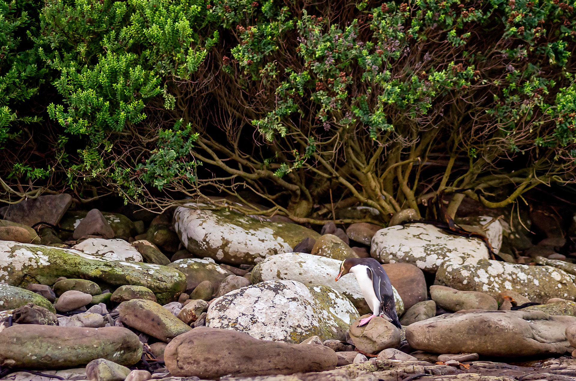 A yellow-eyed penguin returning to its nest at Curio Bay on the Catlins coast, New Zealand