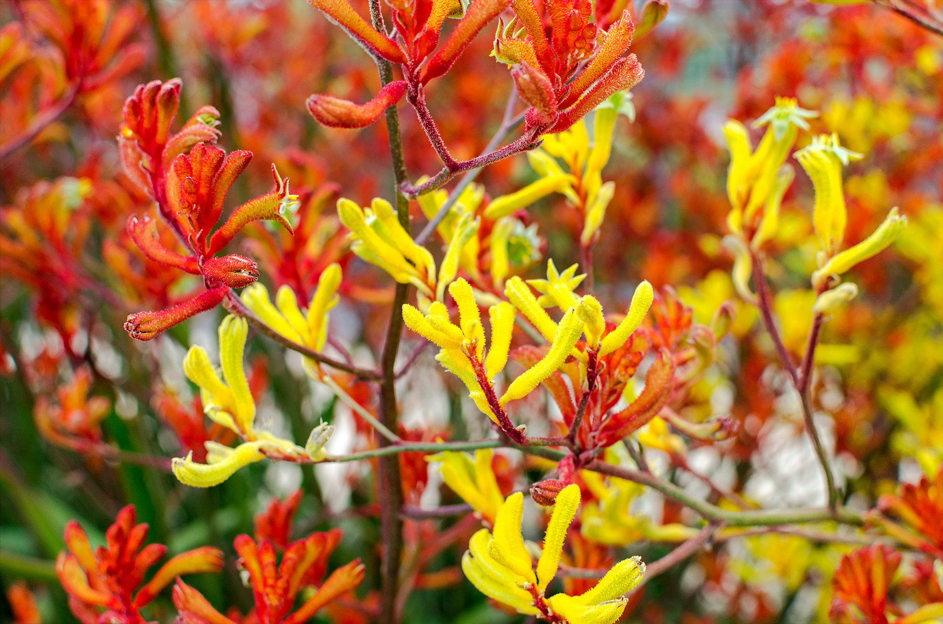 Red and yellow kangaroo paws as found in the Royal Botanic Gardens Victoria, Cranbourne
