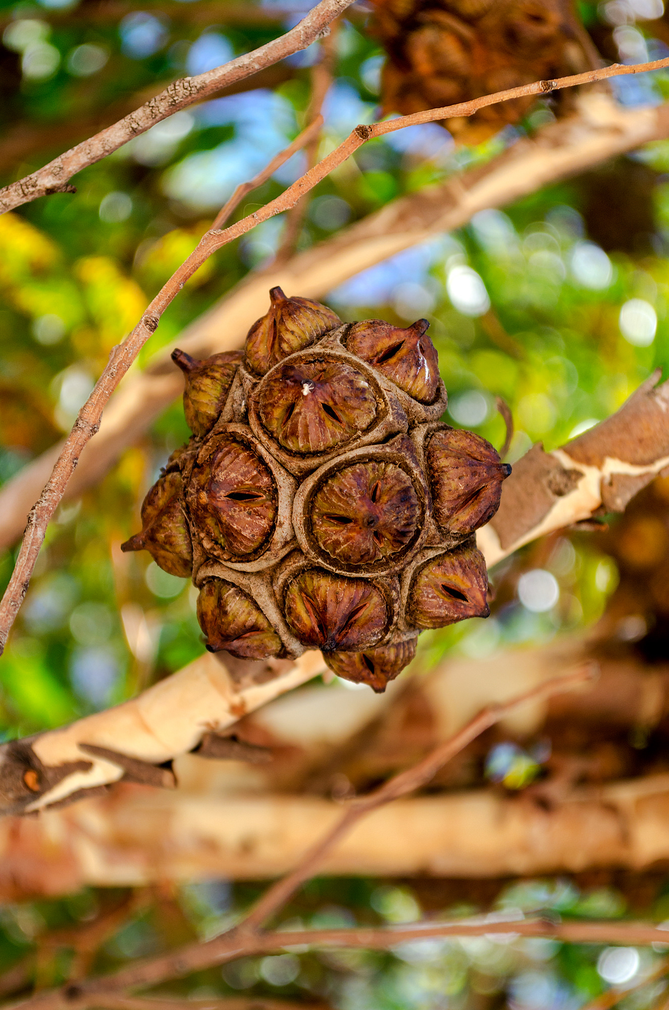 The seeds pods of the Bald Island marlock or bushy yate, a small tree or mallee native to the south coast of Western Australia