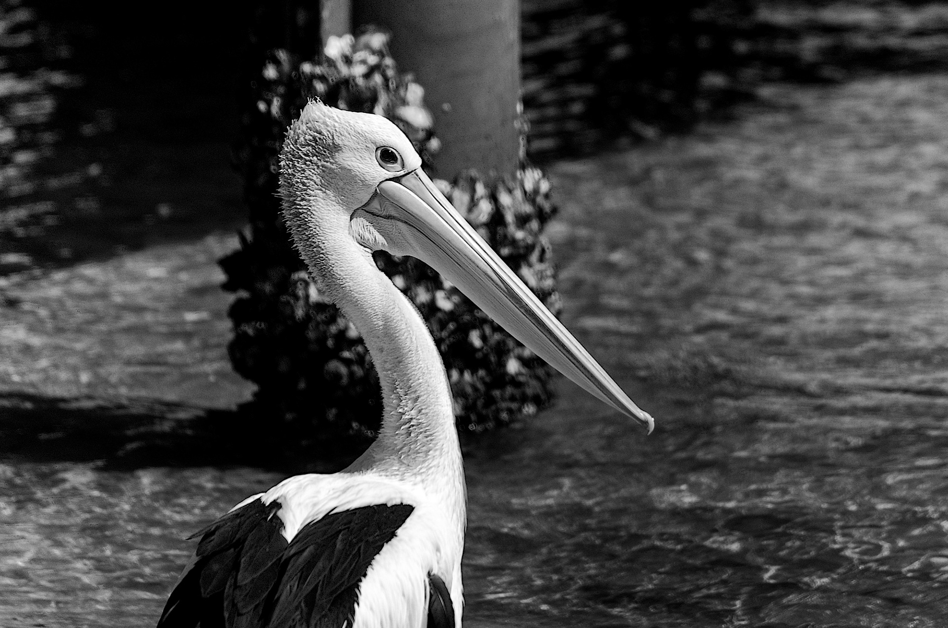 A portrait of an Australian pelican at Watsons Bay in Sydney, New South Wales