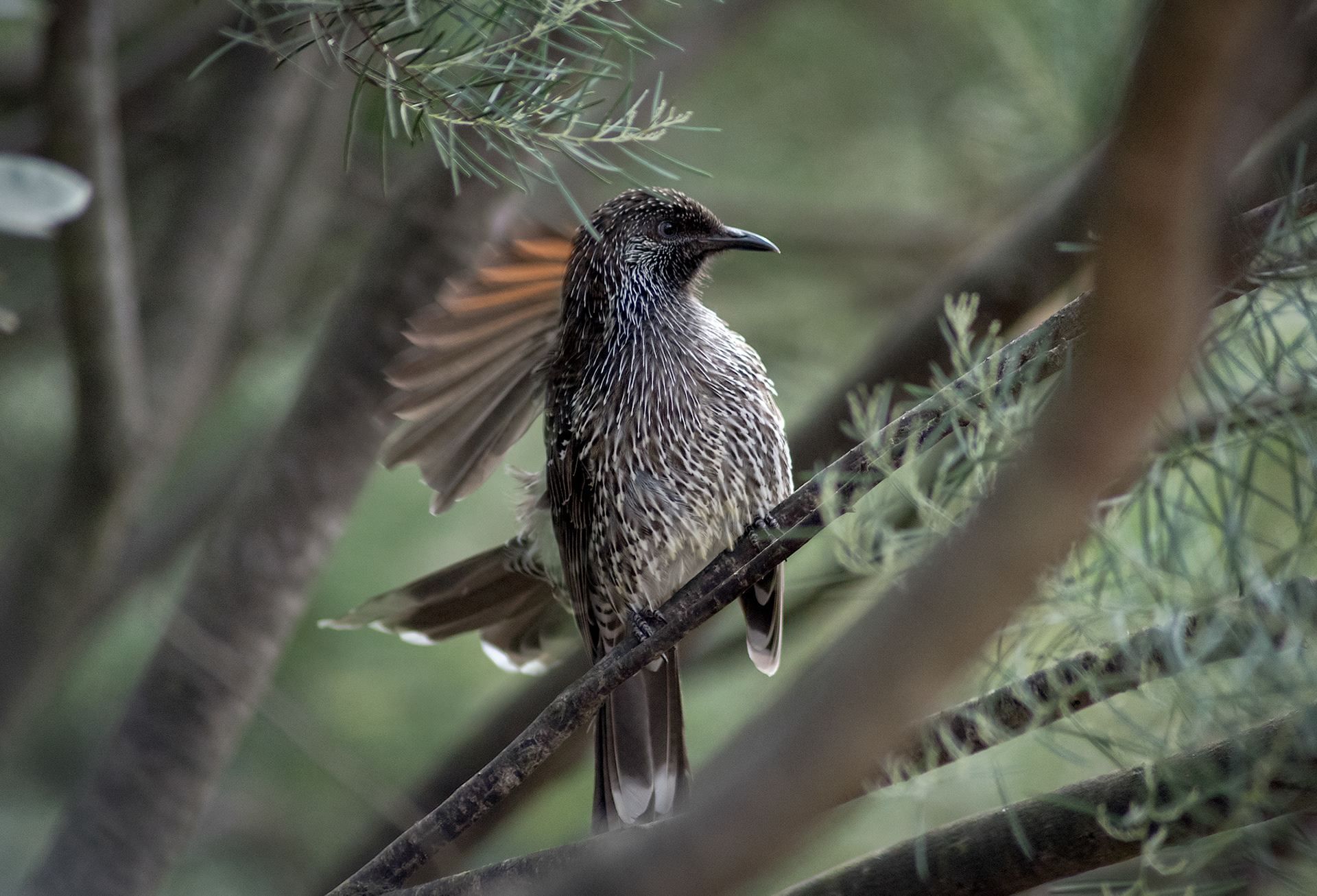 A little wattlebird perching in on a branch at the Royal Botanic Gardens Victoria in Cranbourne