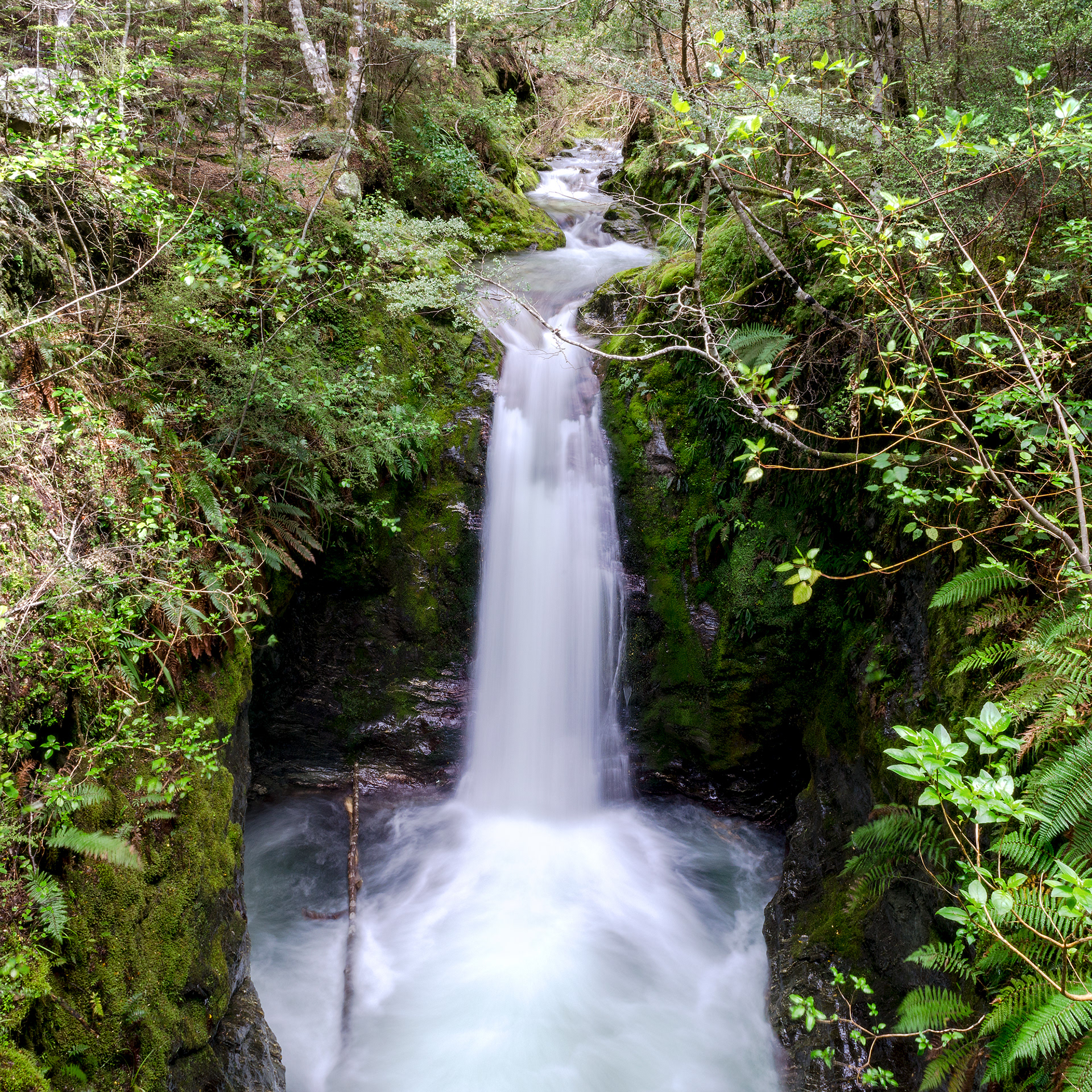 Mt Crichton Loop Track features a waterfall in the native bush around Queenstown, New Zealand