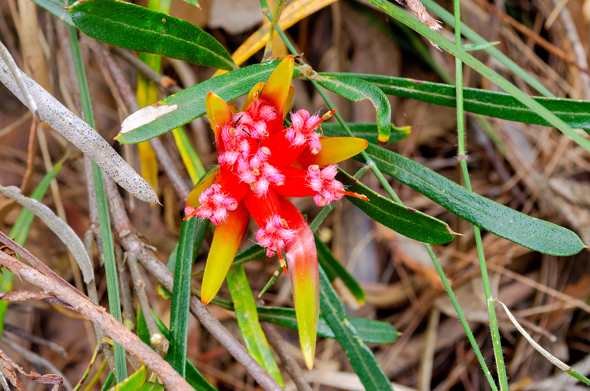 A mountain devil shrub in bloom, as found in the Blue Mountains National Park, New South Wales