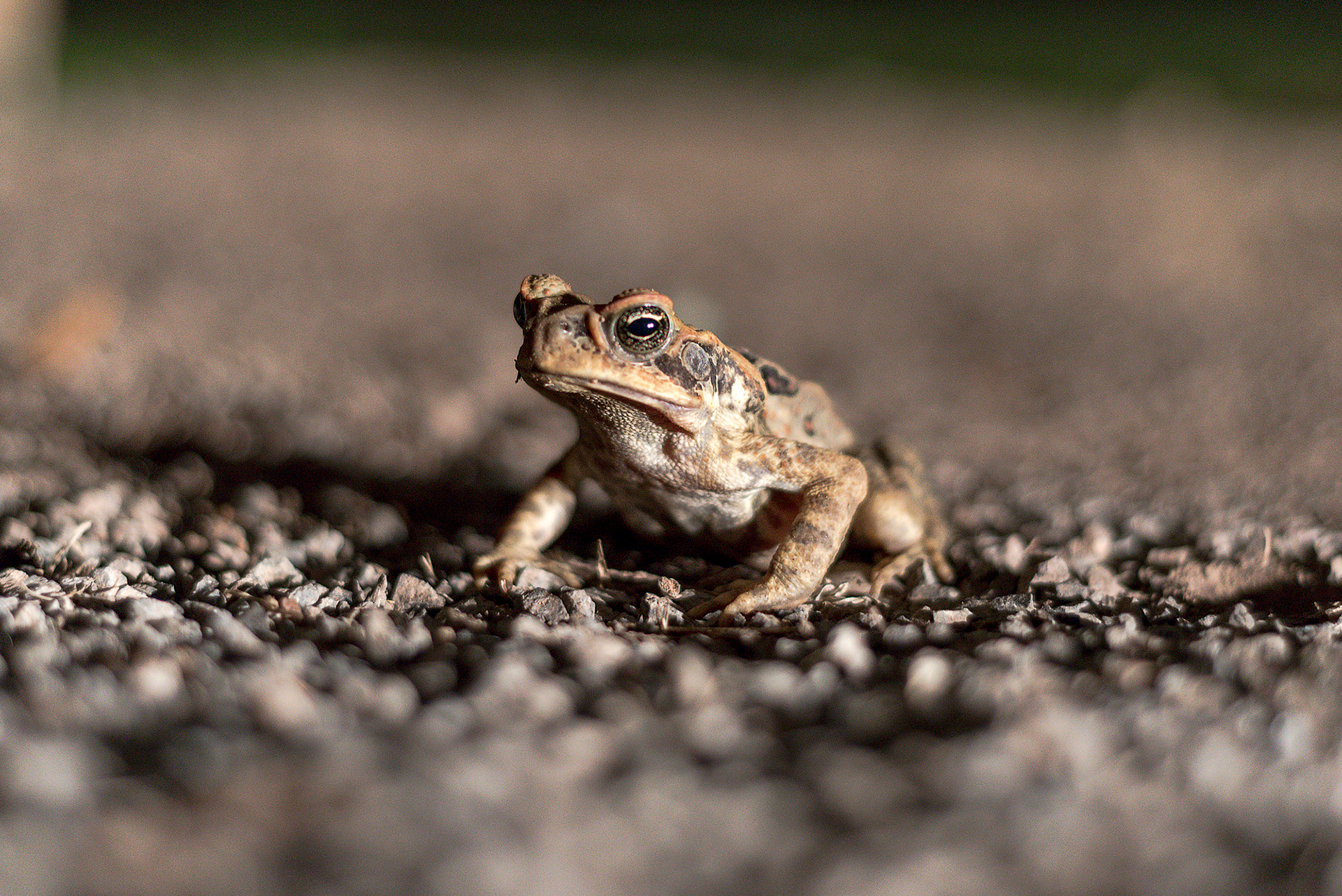 A non-native nocturnal Cane Toad found in Queensland, Australia