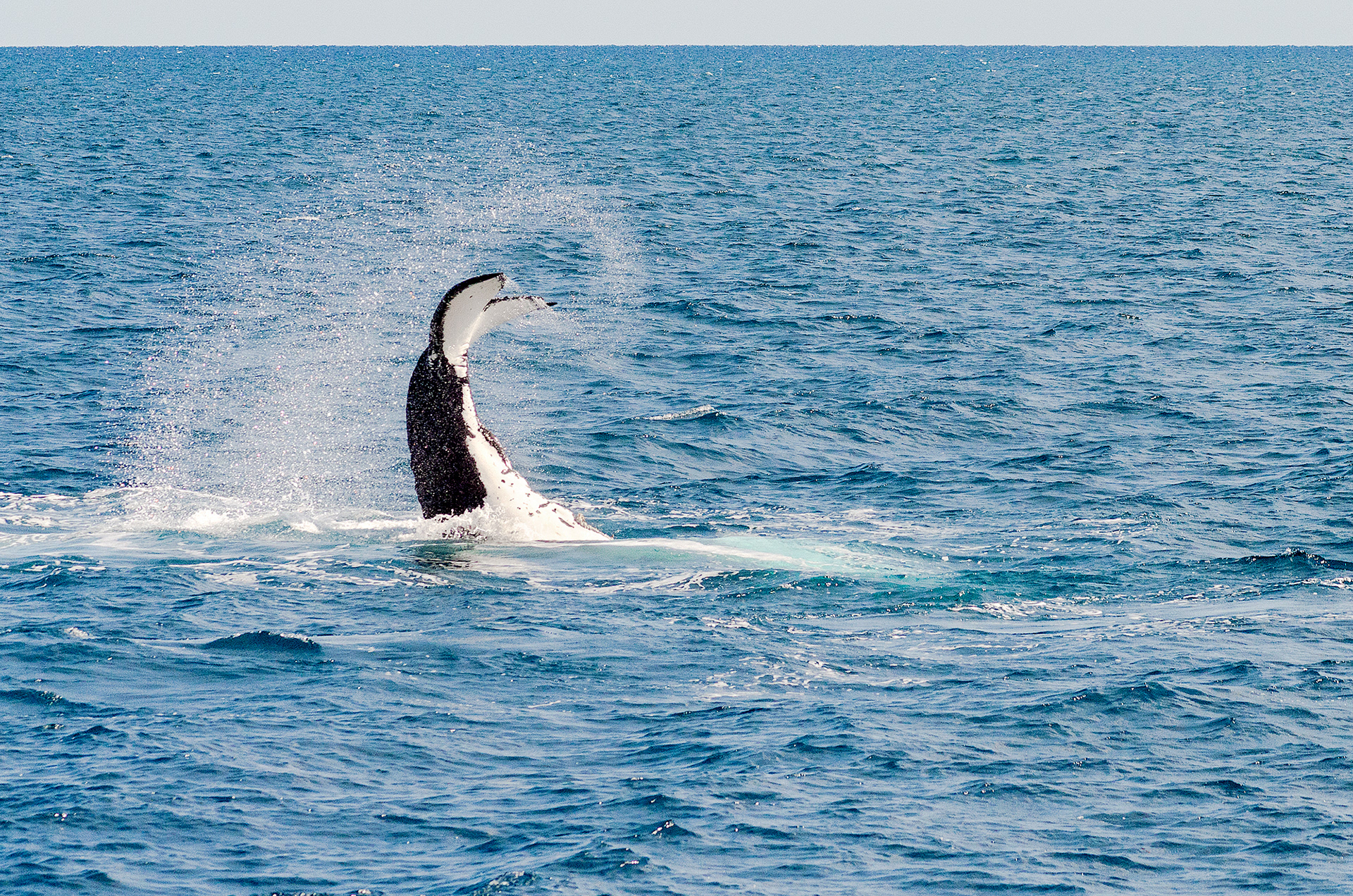 A humpback whale slapping it's tail in the waters between Hervey Bay and Fraser Island