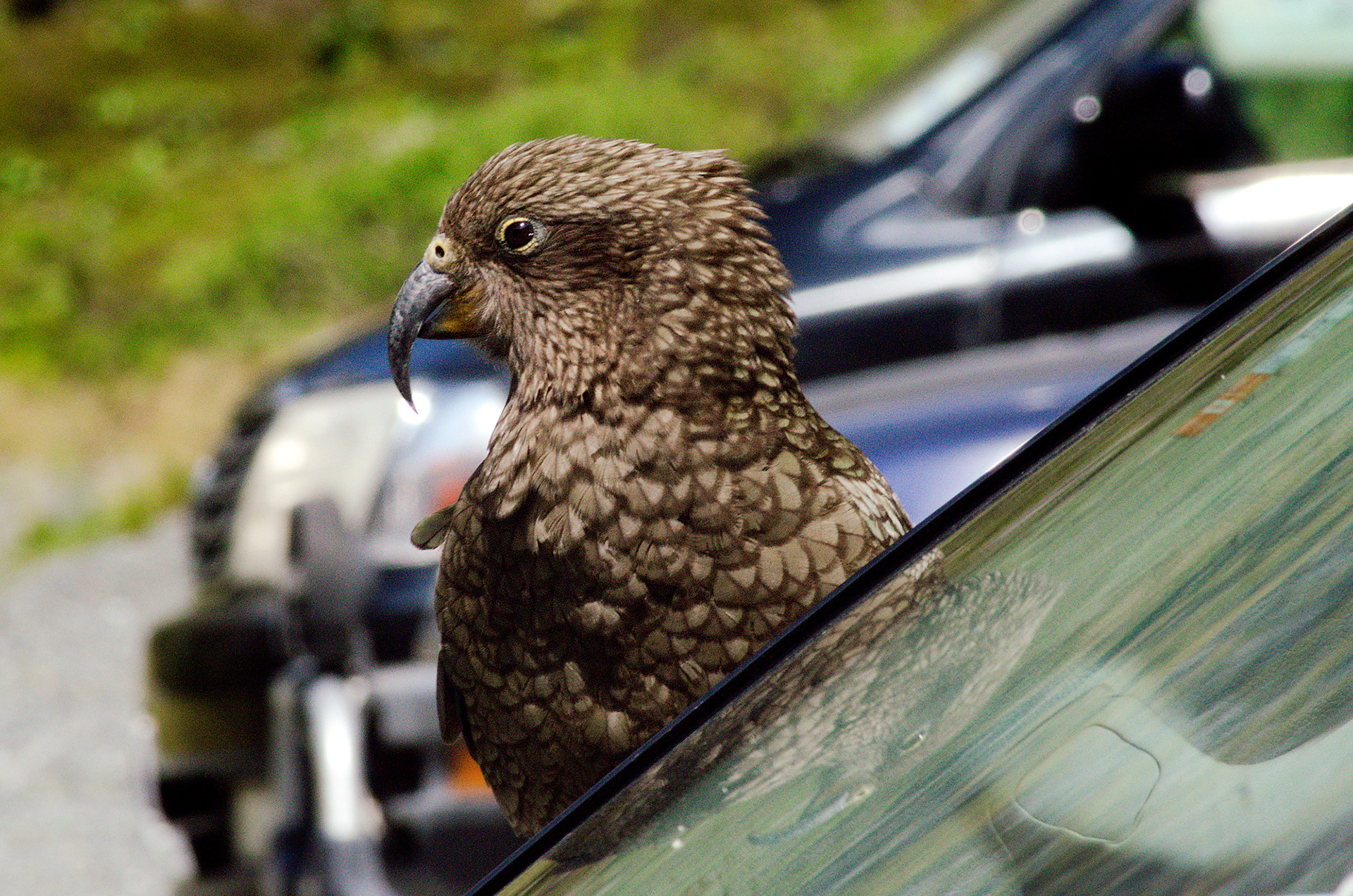 A kea sitting on a parked car near the Homer Tunnel, in Fiordland National Parl, New Zealand