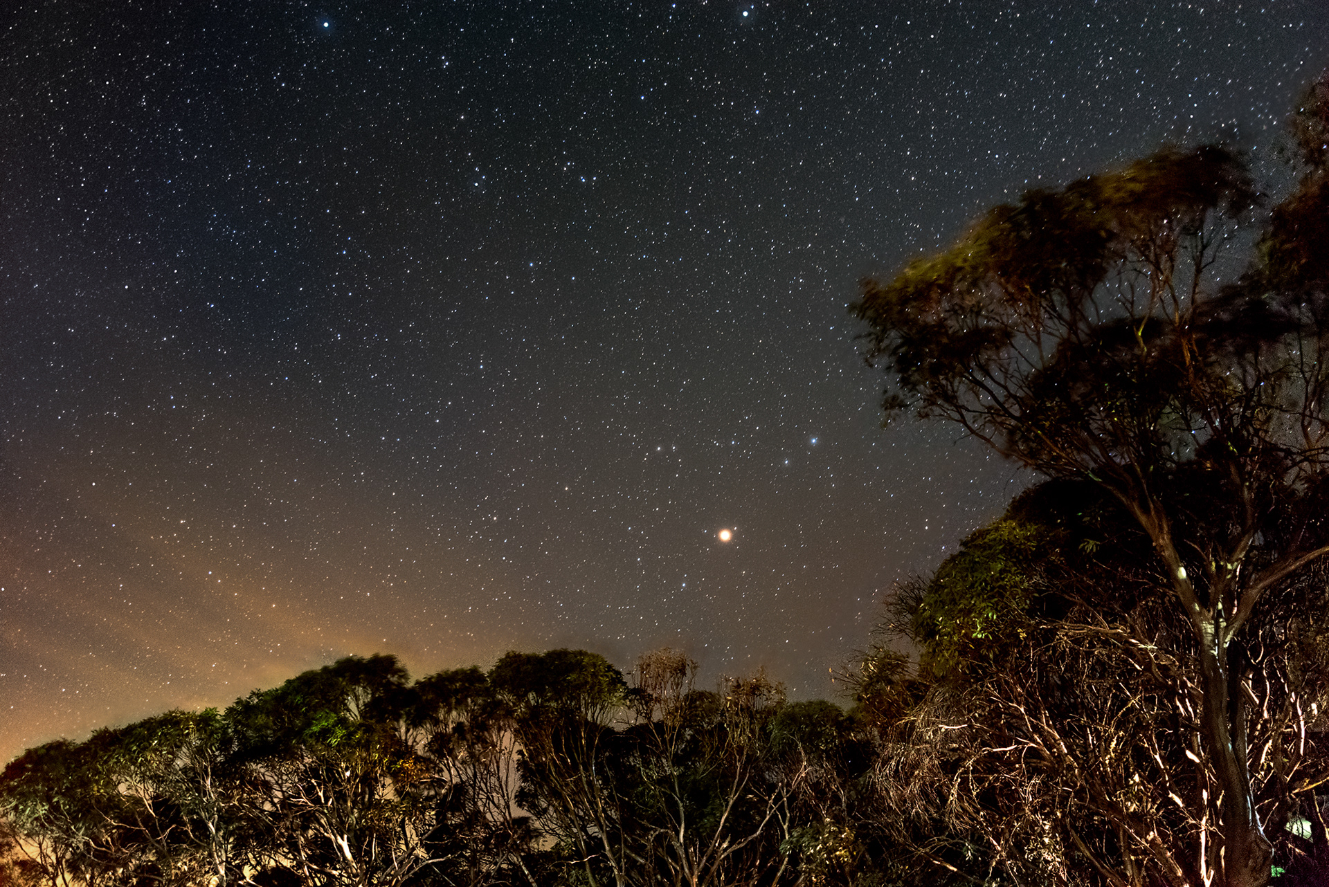 The moon setting behind some alpine gum trees at Mt Buller alpine village