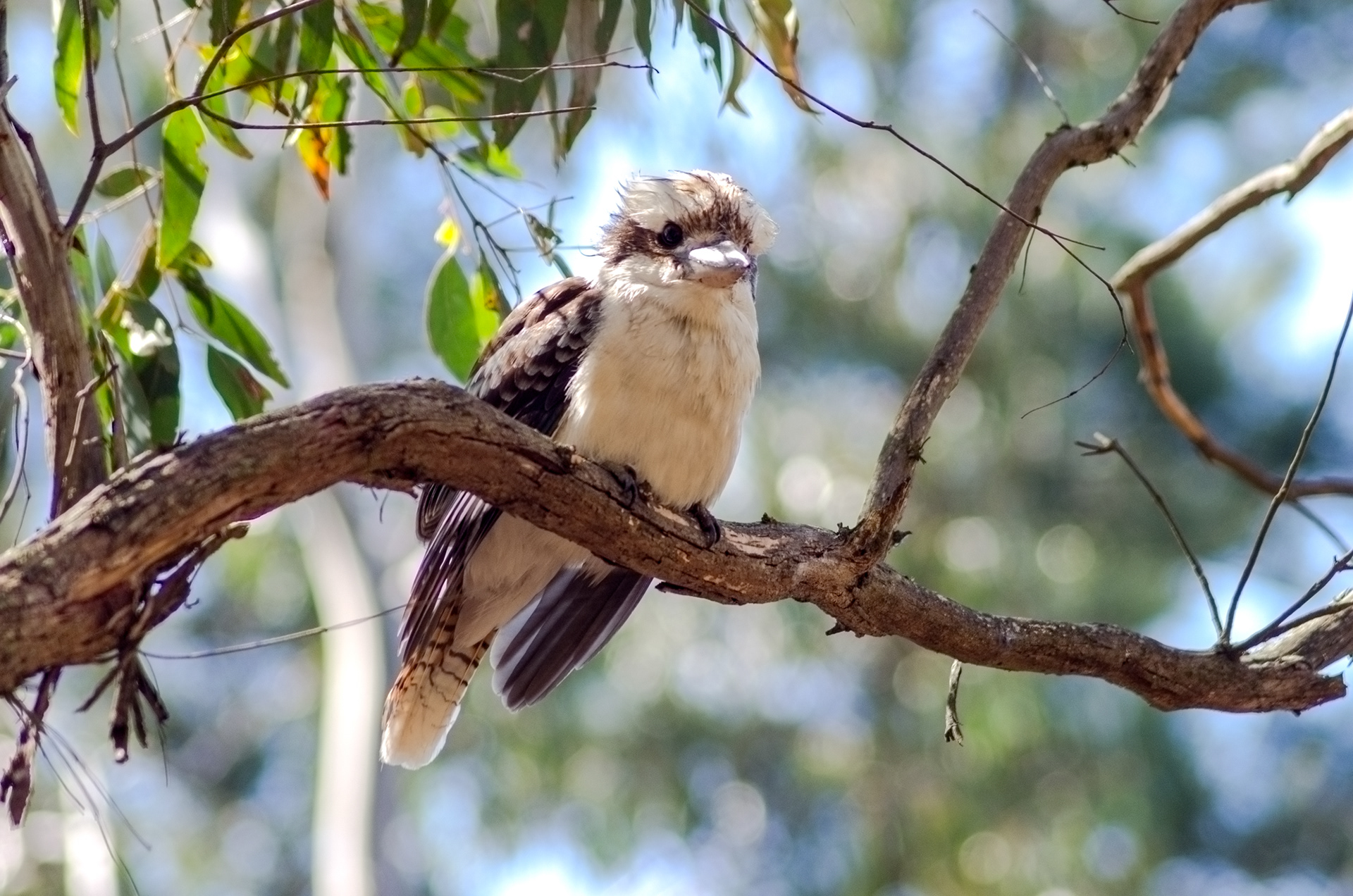 A laughing kookaburra perched on a gumtree tree in the Dandenong Ranges National Park, Victoria