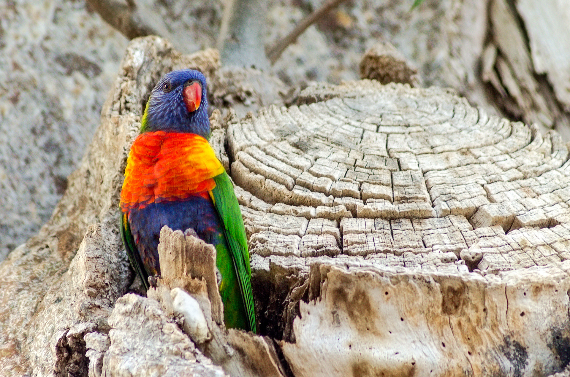 A colourful rainbow lorikeet perching on Gija Jumulu, a boab tree found in Kings Park and Botanic Garden, Perth