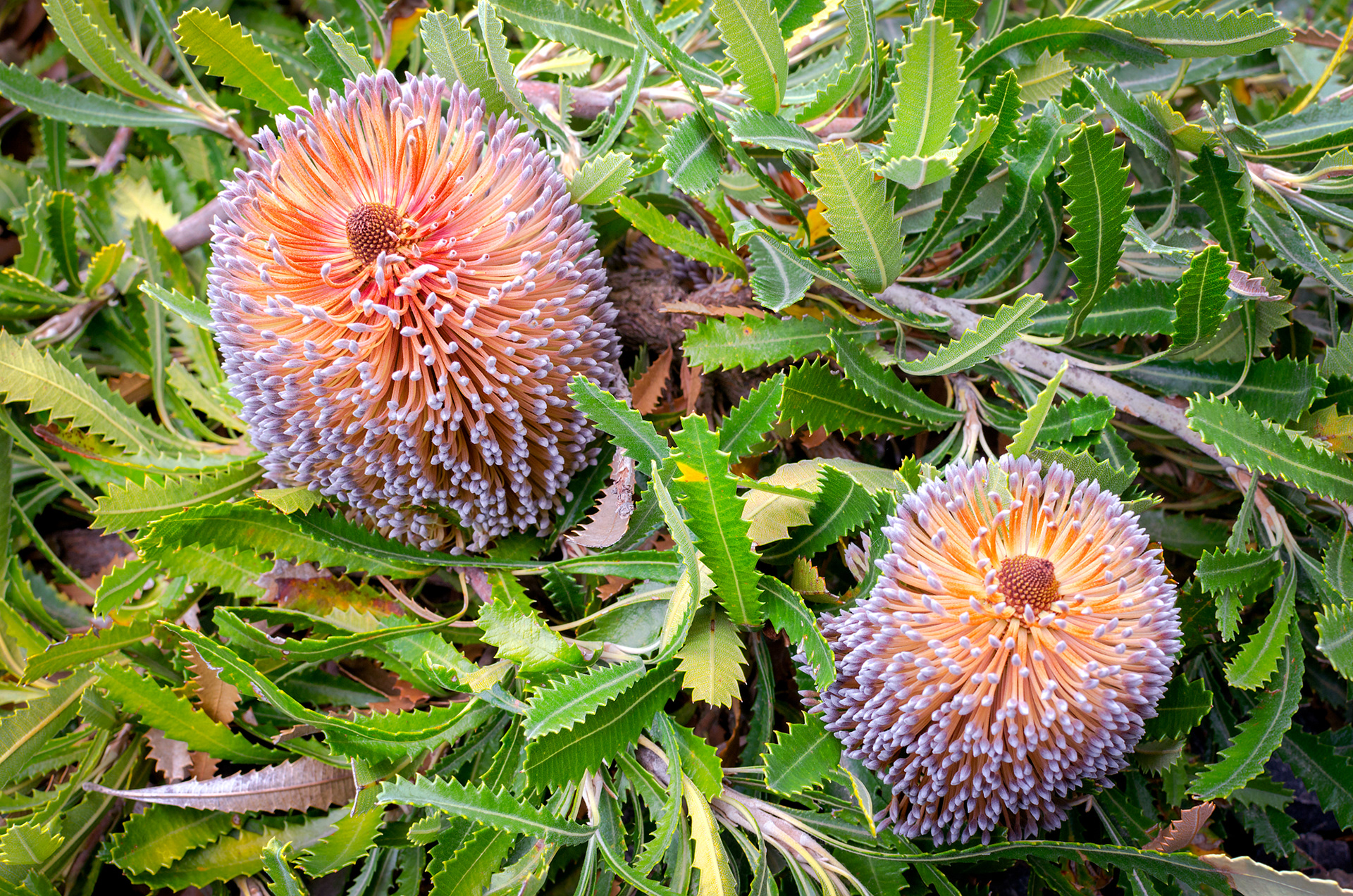 A pair of cylindrical old man Banksias flowers