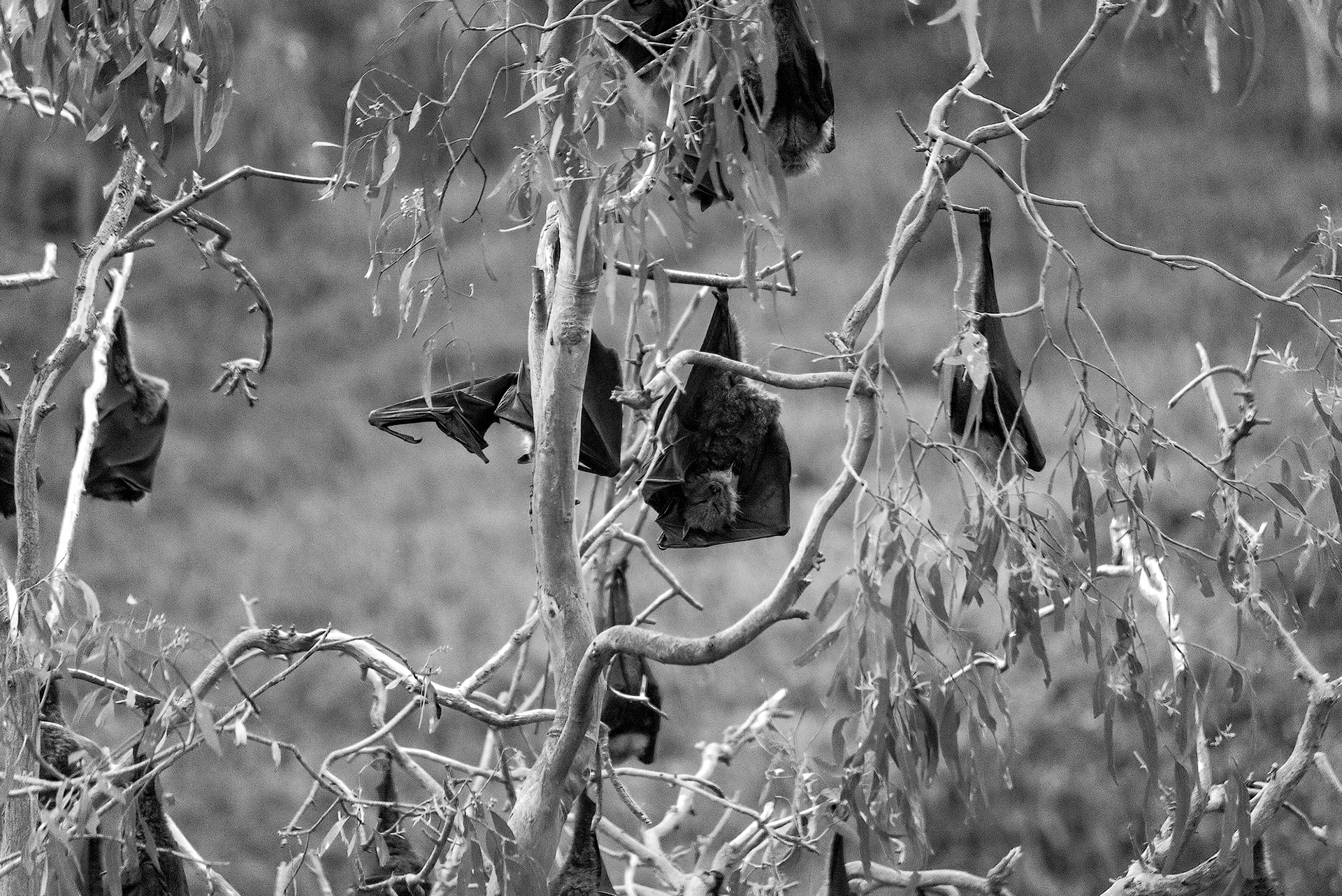 Grey-headed flying foxes hanging upside down from the trees in Yarra Bend Park