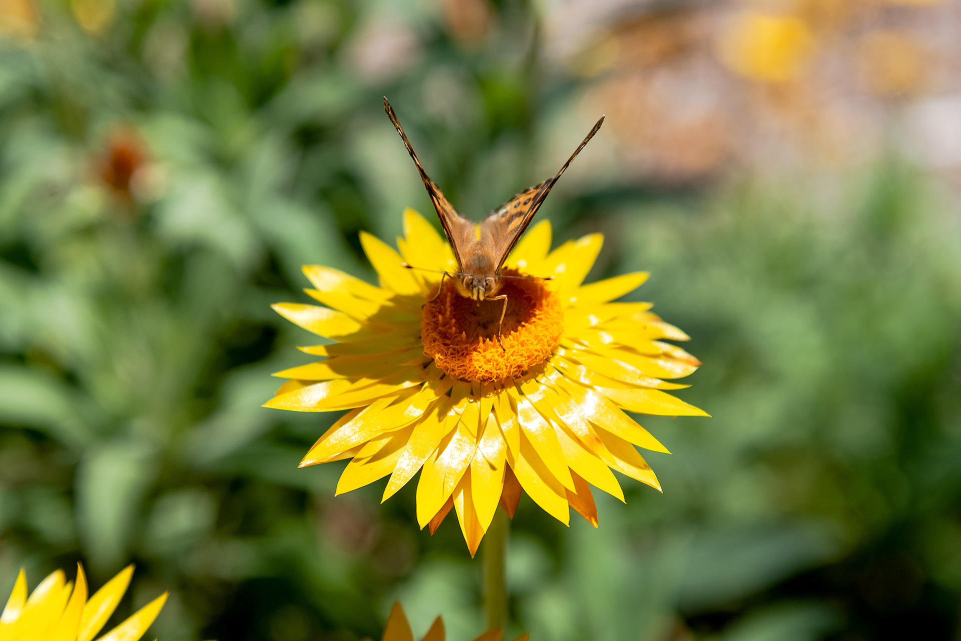 An Australian painted lady butterfly perched on an everlasting strawflower in the Royal Botanic Gardens Victoria in Cranbourne