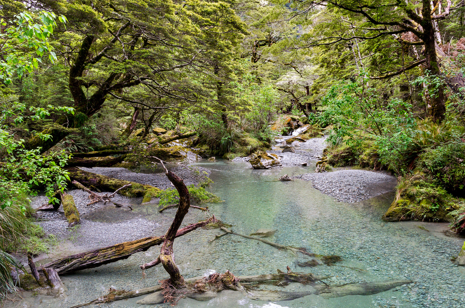 One of many clear beech forest streams on the Routeburn Track, New Zealand