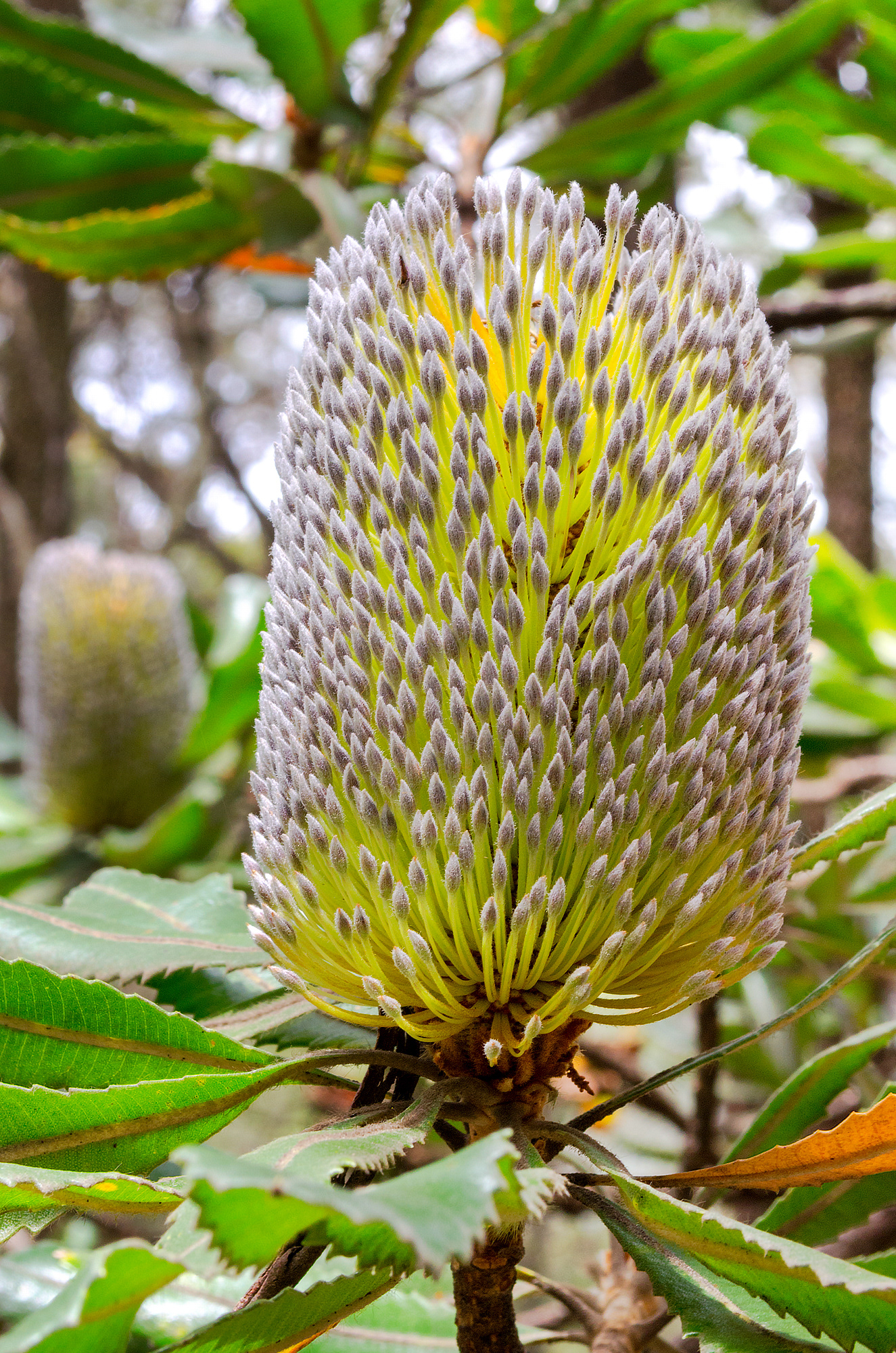 A flowering old man or saw-tooth Banskia as found in the Blue Mountains National Park in New South Wales