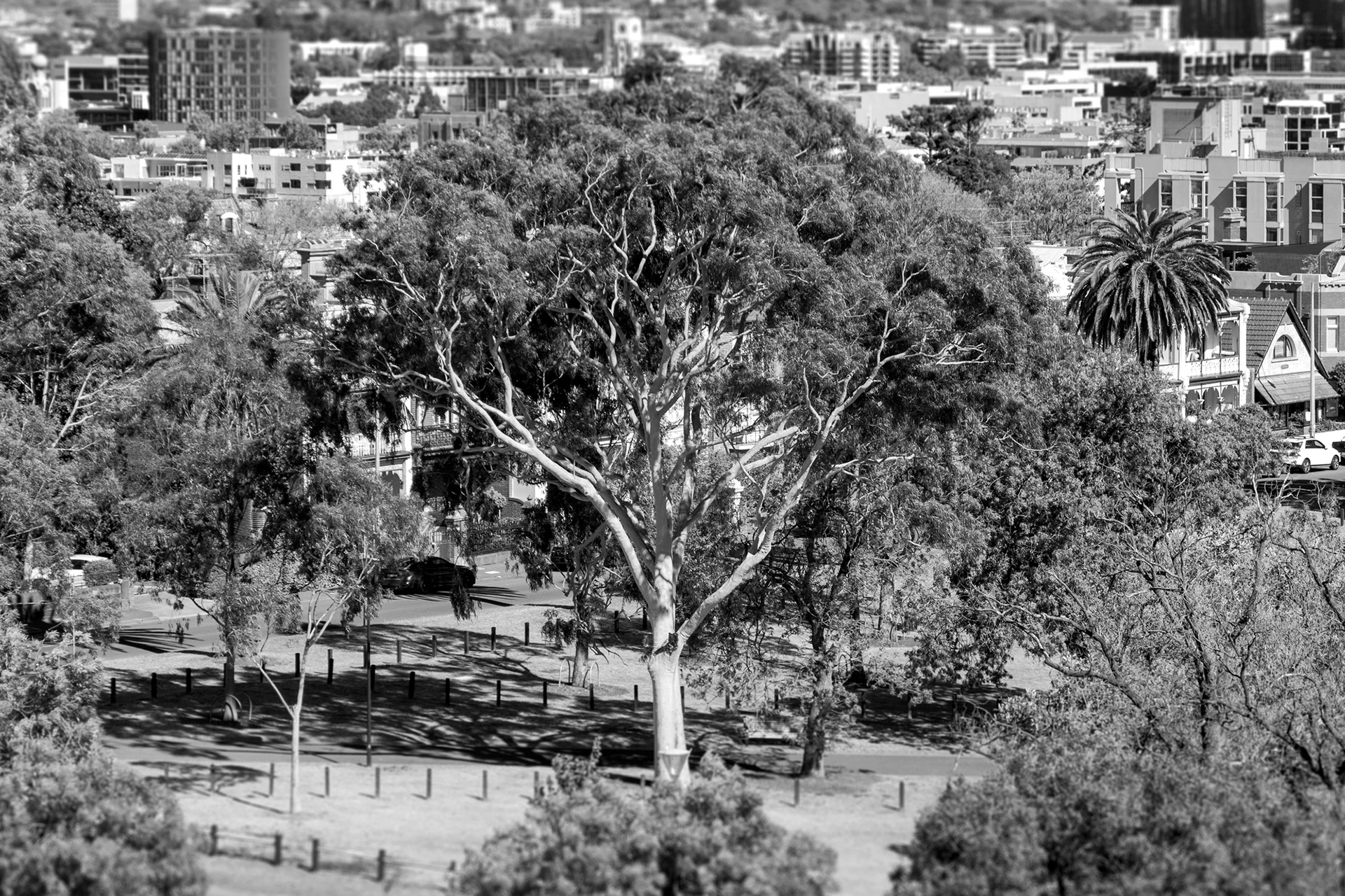 This giant yellow-scented gum dominates the corner of Yale Street and Wellington Parade in Yarra Park near the Melbourne Cricket Ground