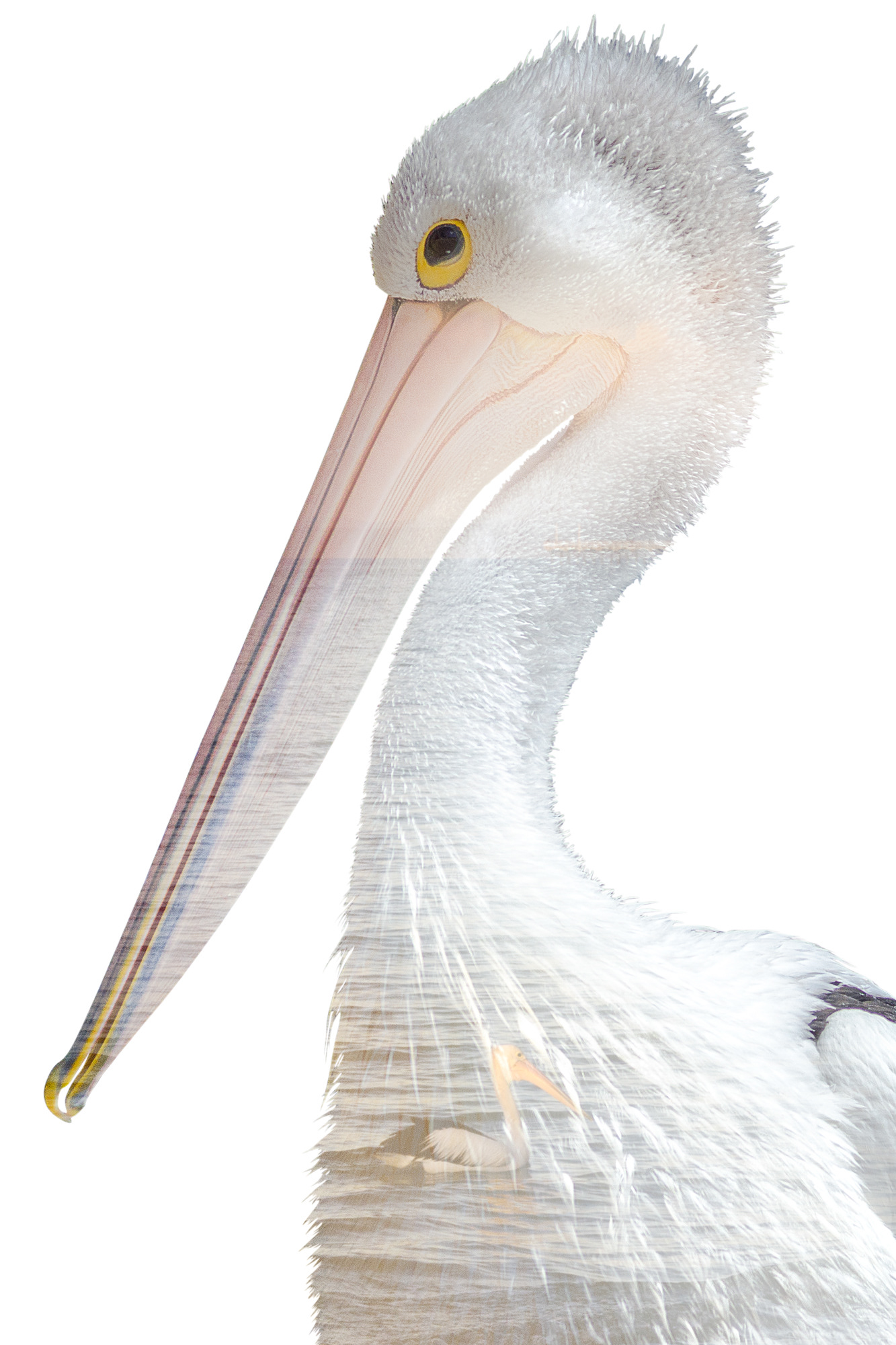 A multiple exposure of an Australian pelican swimming along the coastline