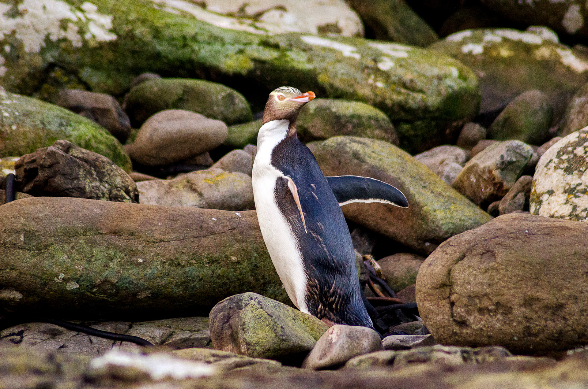 A yellow-eyed penguin returning to its nest at Curio Bay in New Zealand