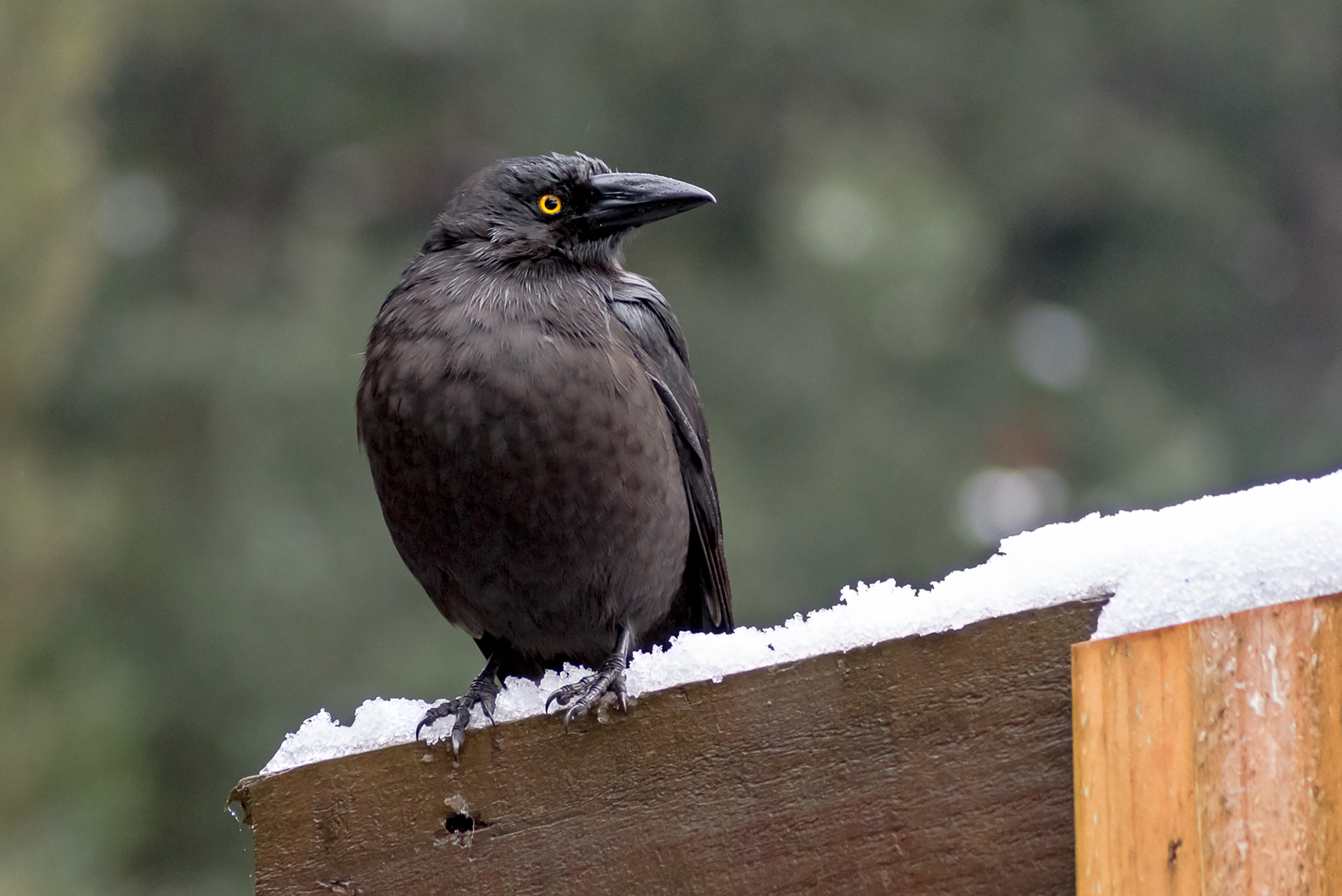 A Black Currawong perching in the snow during the Tasmania winter