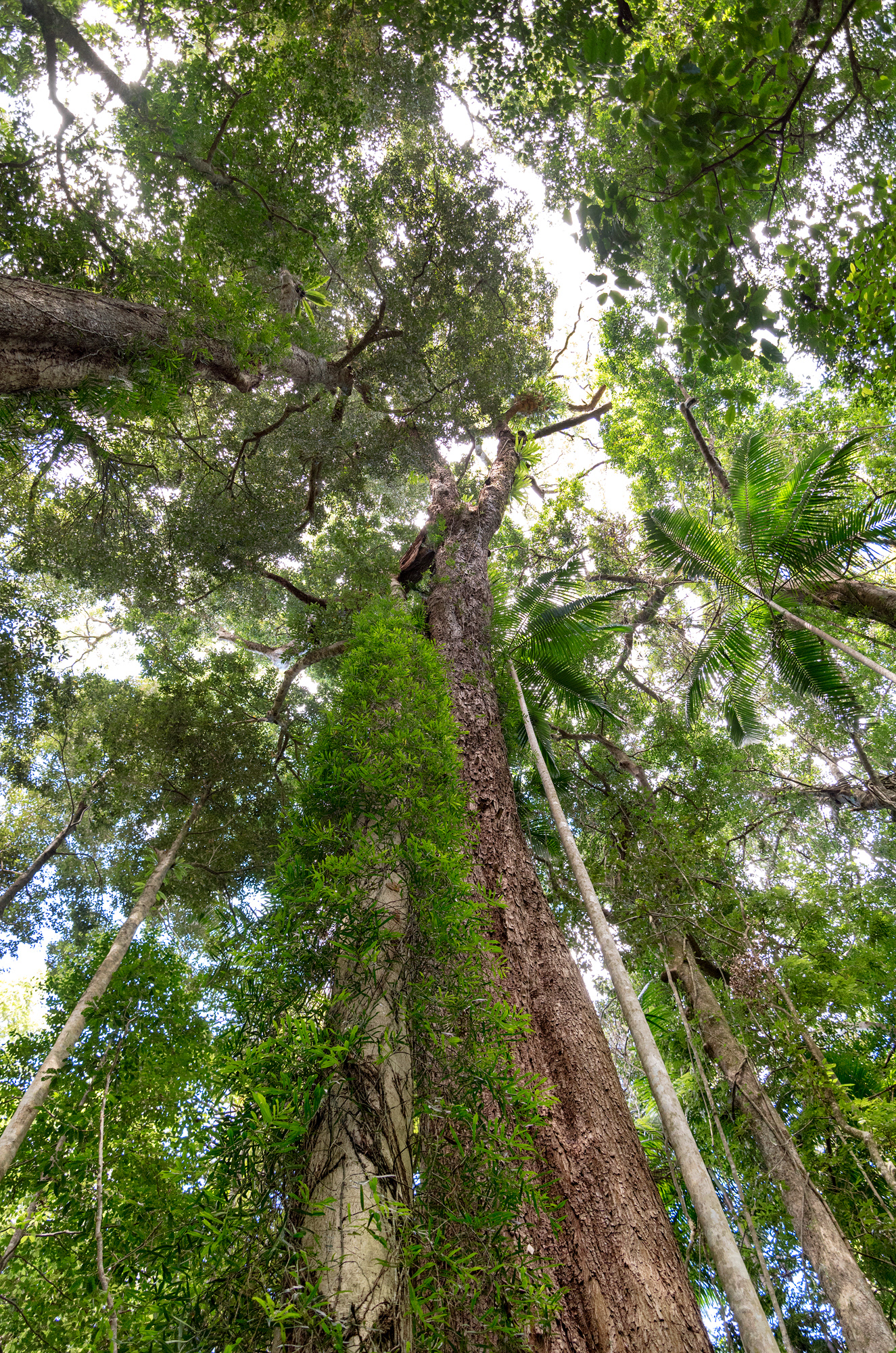 Mary Cairncross Scenic Reserve is the Sunshine Coast's best example of hinterland rainforest