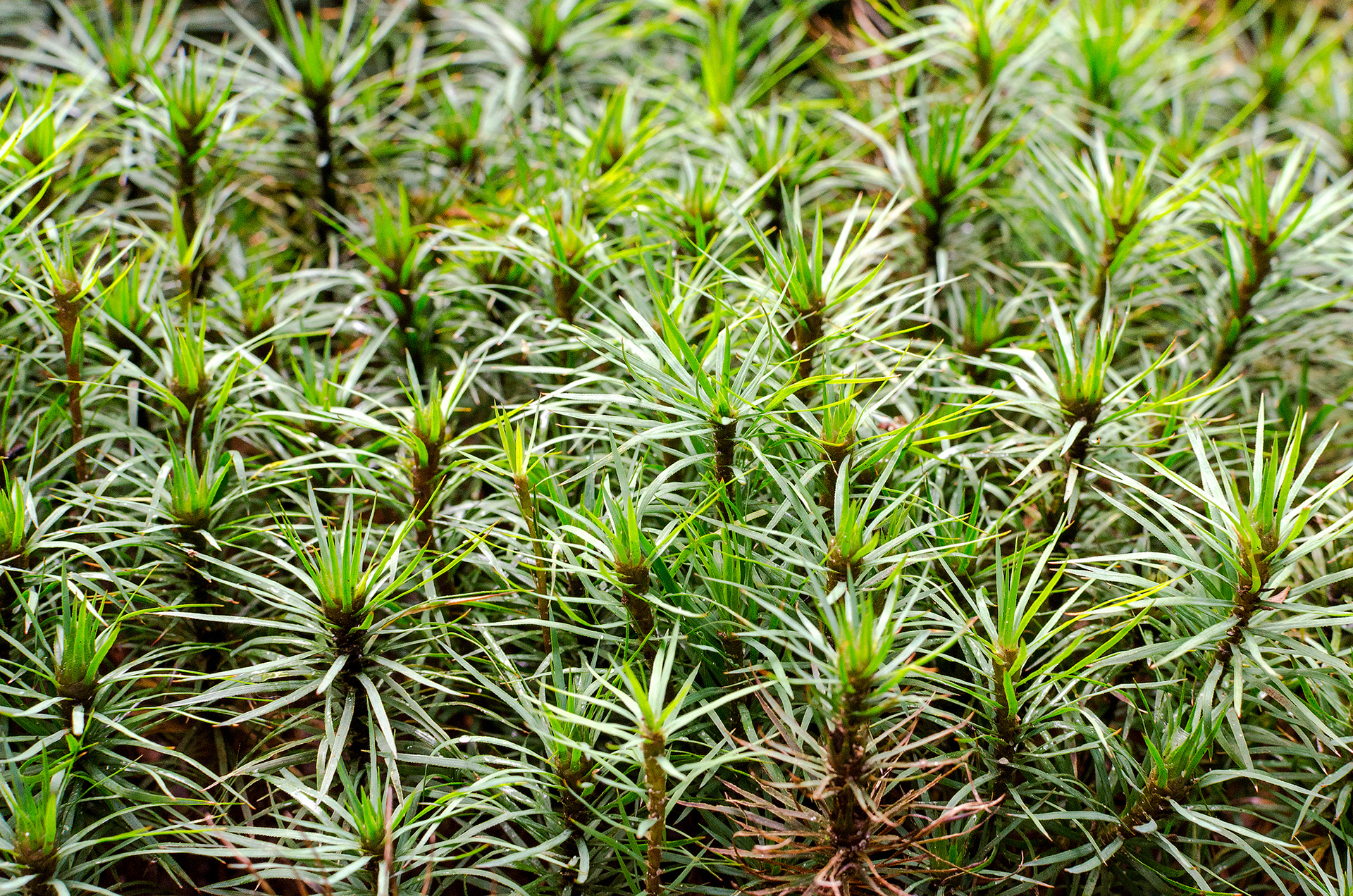 The giant moss is the tallest self-supporting moss in the world. The botanical name Dawsonia is a tribute to the English botanist Dawson Turner.