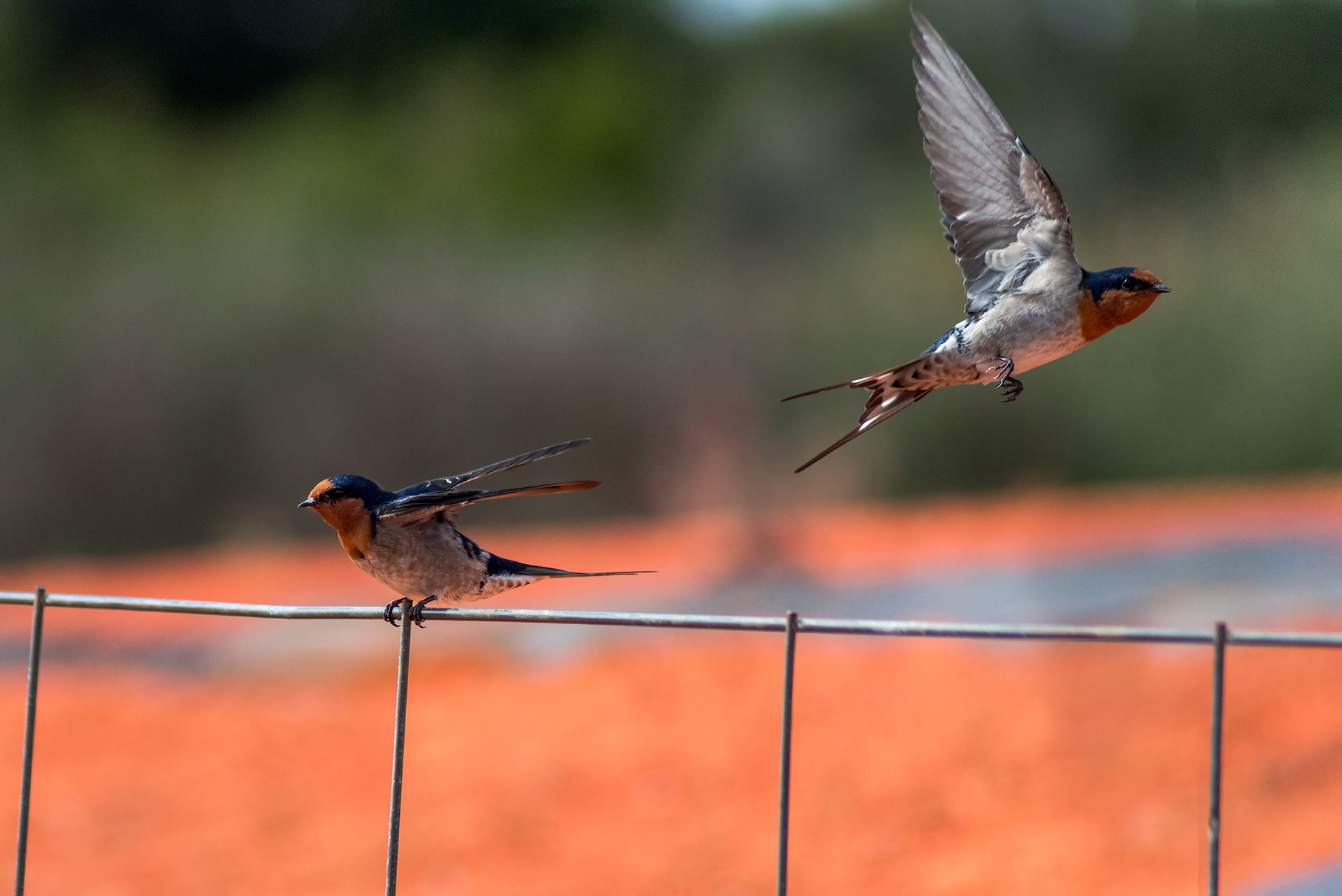 Welcome swallows at the Royal Botanic Gardens Victoria in Cranbourne
