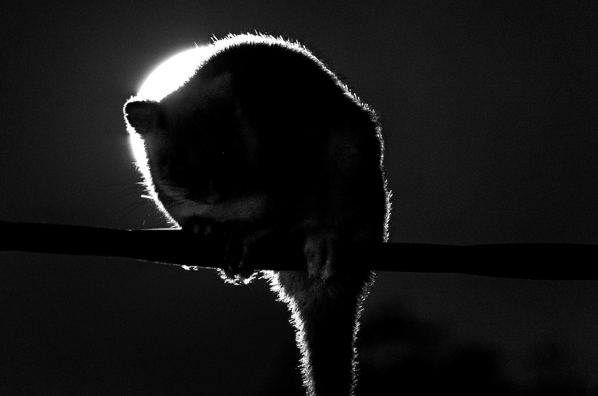 A suburban common ringtail possum being illuminated by the full moon