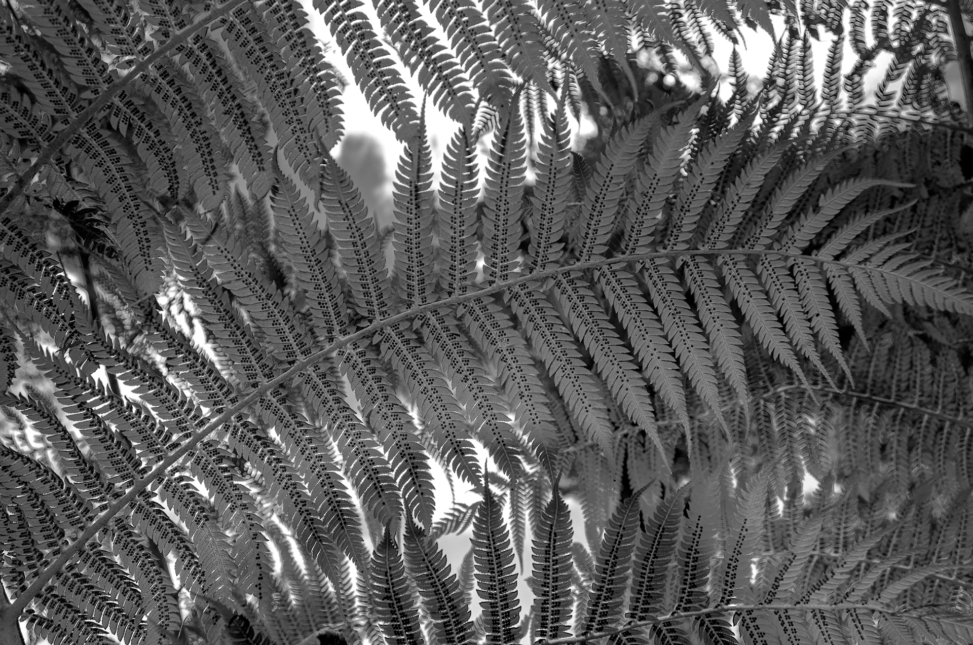 Underside of a fern in the Auckland Botanic Gardens in New Zealand