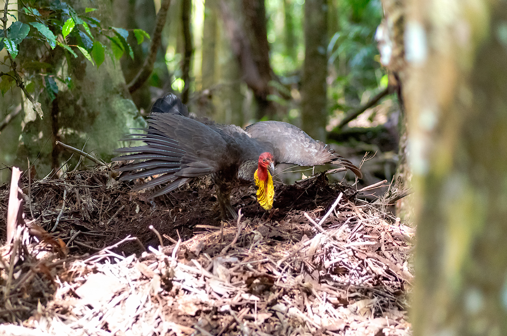 An Australian brush-turkey scratching around in the scrub at Mary Cairncross Scenic Reserve, Queensland
