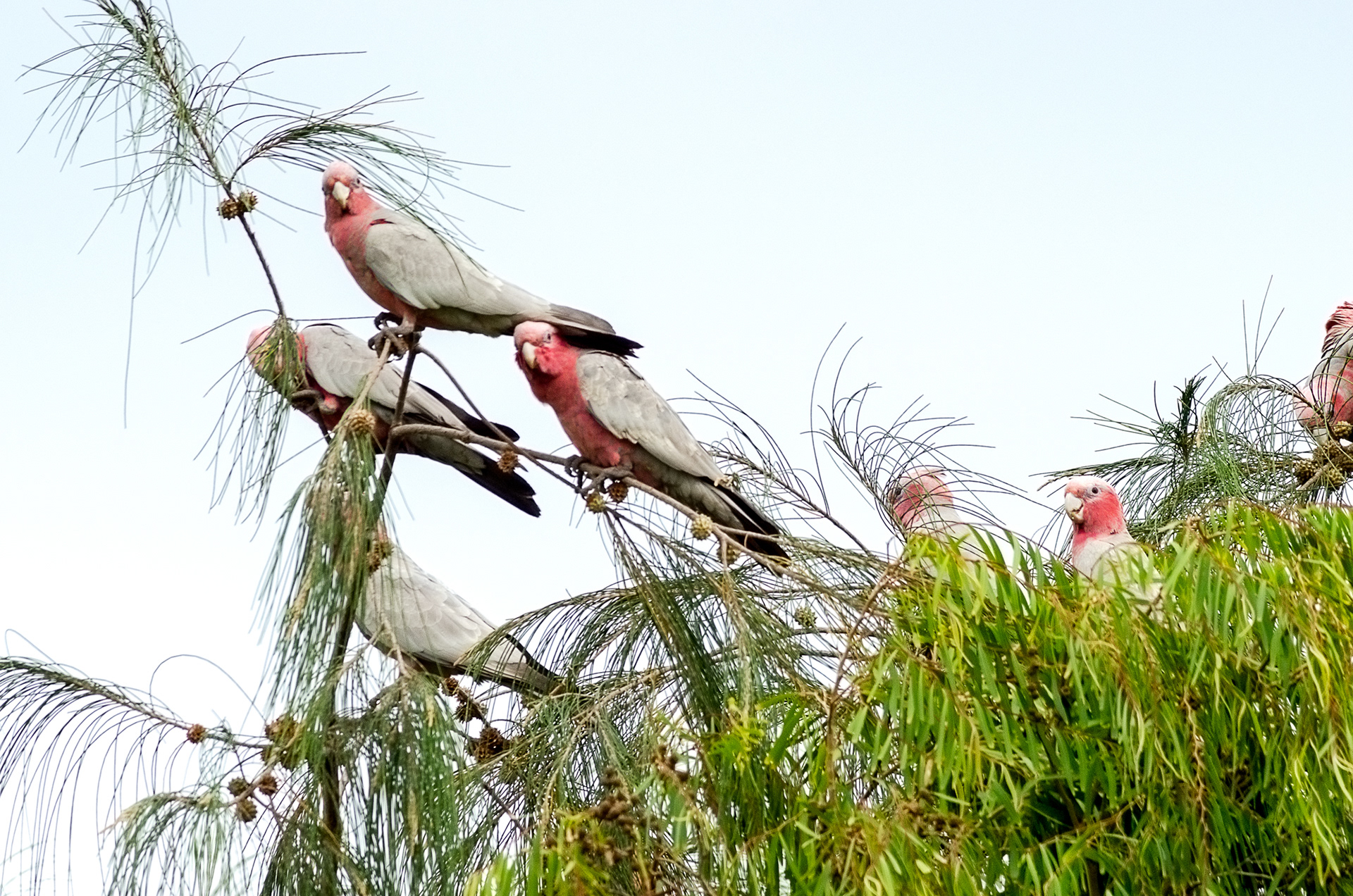 A flock of Galahs perched in a Sheoak tree in Lanceline, Western Australia