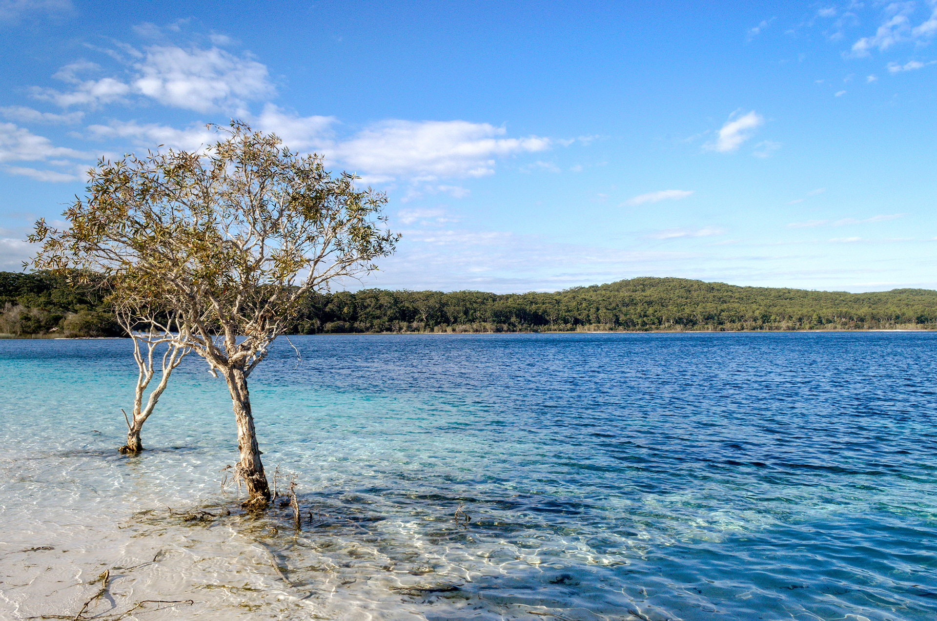 The "perched" blue lake of Lake McKenzie on K'gari/ Fraser Island in Great Sandy National Park