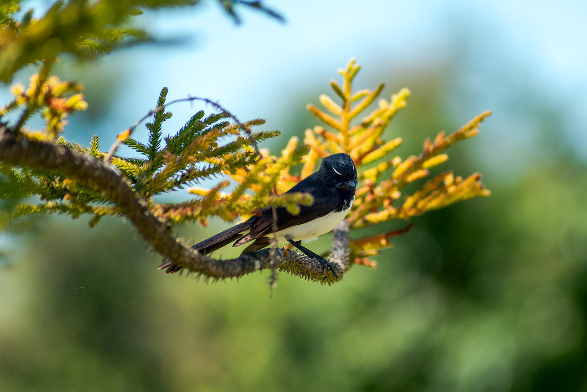 A willie wagtail perching on a branch in the Royal Botanic Gardens Victoria in Cranbourne
