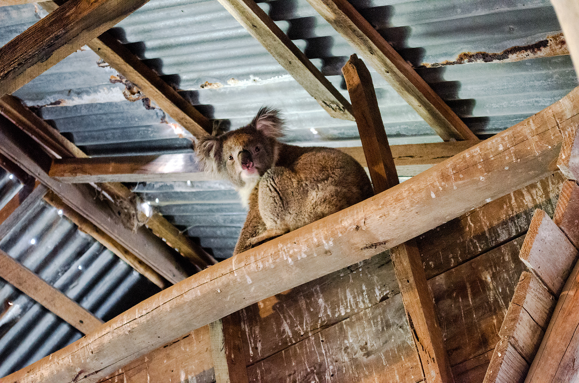 Koala on the rafters of Bayview Chicory Kiln and Tea Rooms at French Island National Park